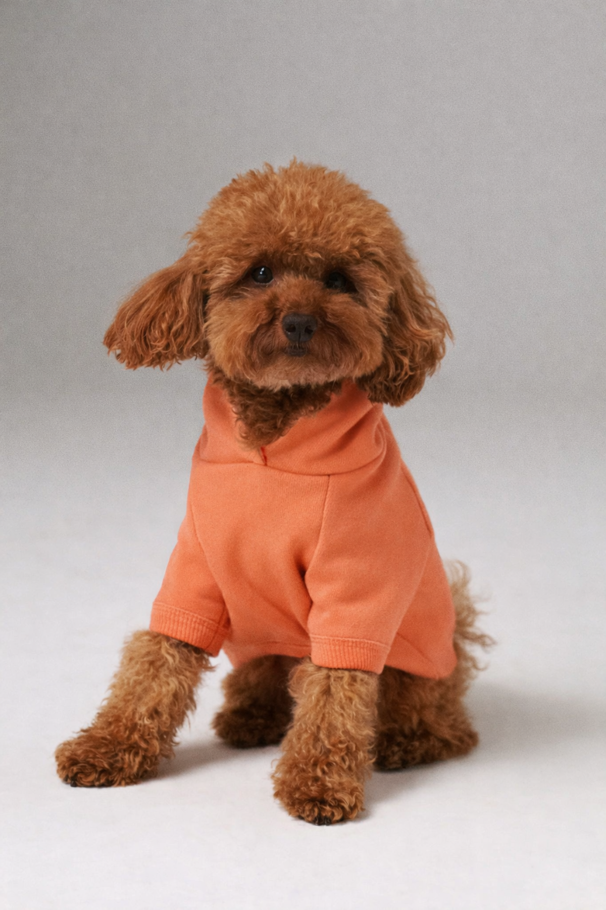 Poodle Dog Hoodie - Gray