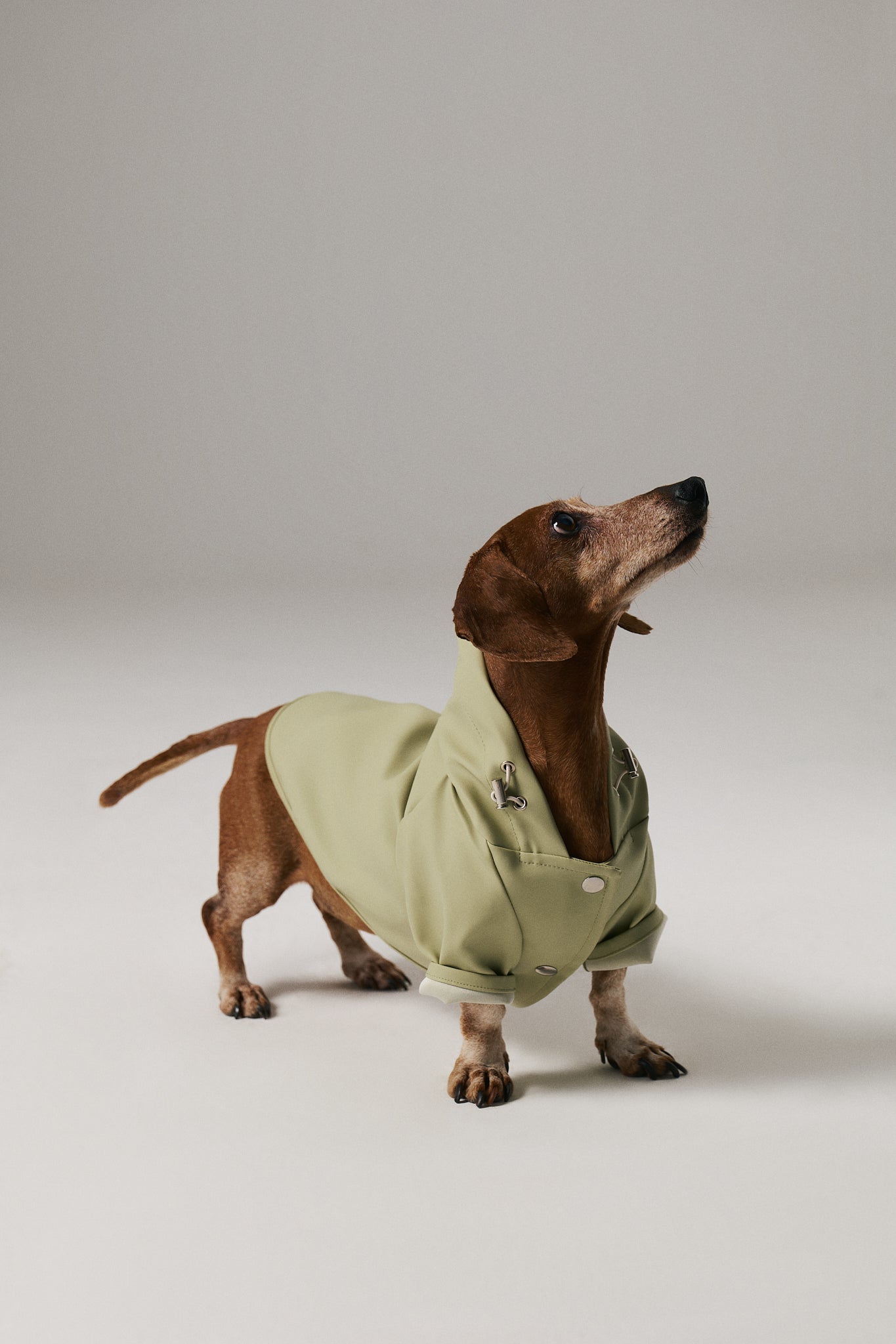 Dog Raincoat - Pistachio Green