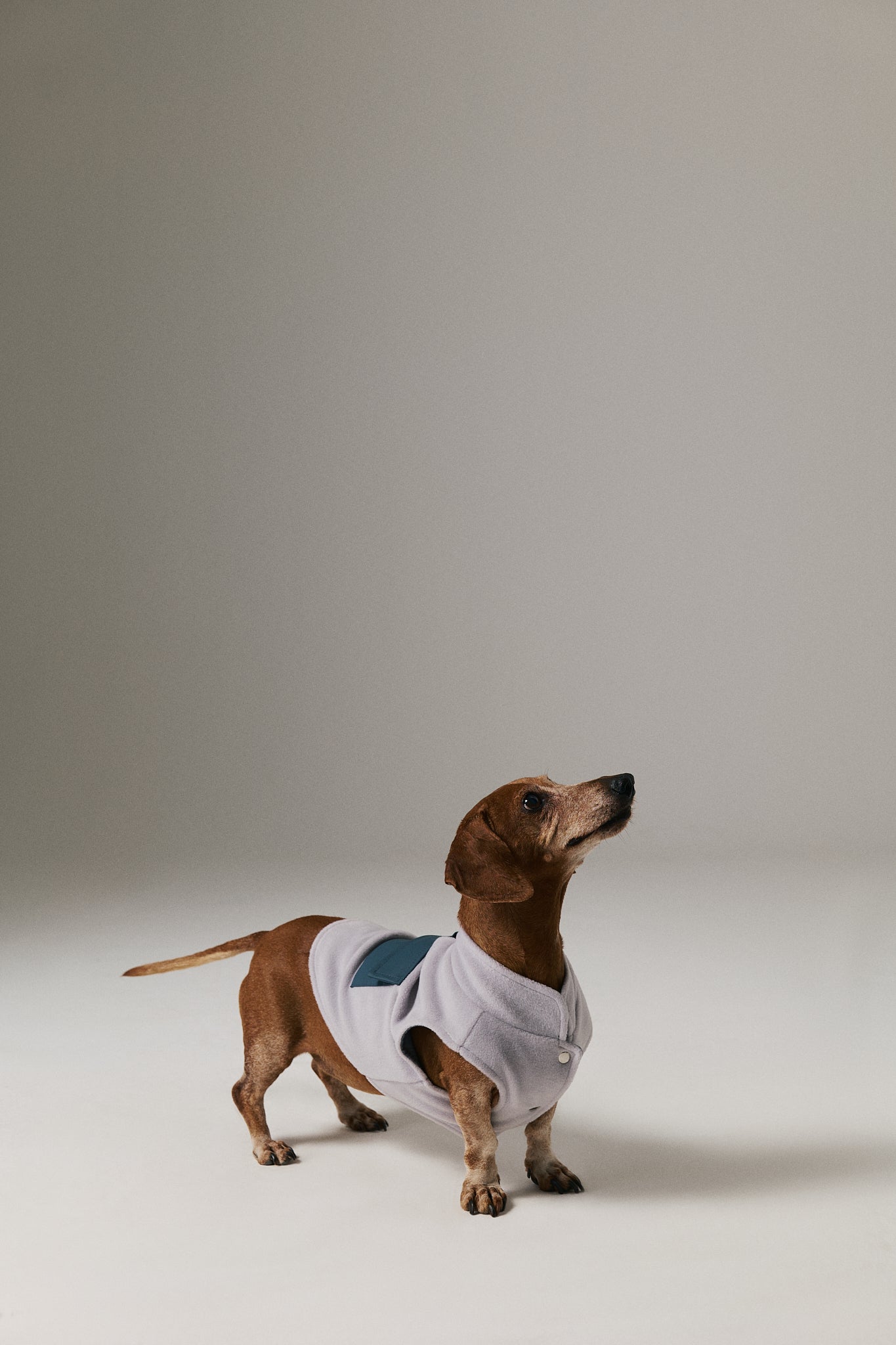 Köpek Polar Mont - Gri