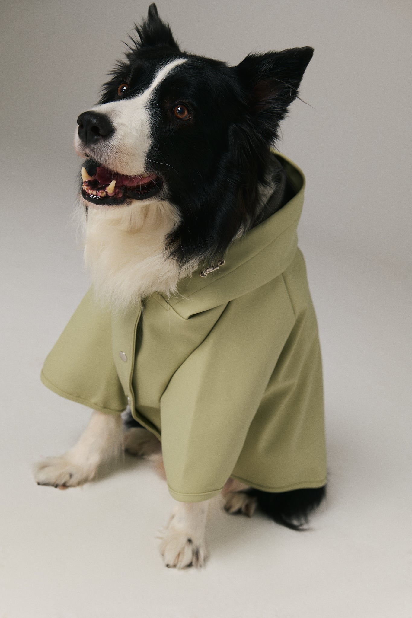 Dog Raincoat - Pistachio Green