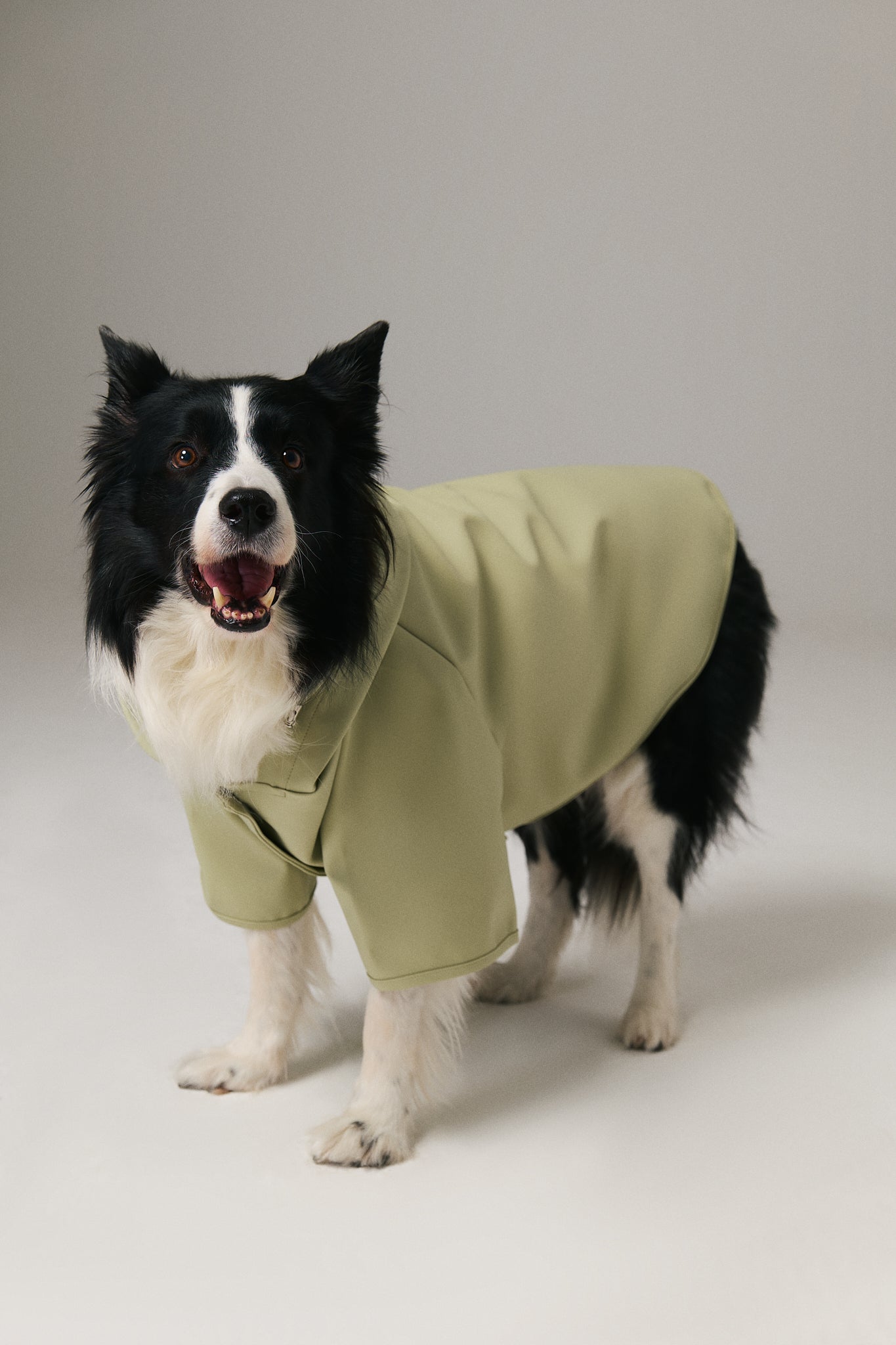 Dog Raincoat - Pistachio Green