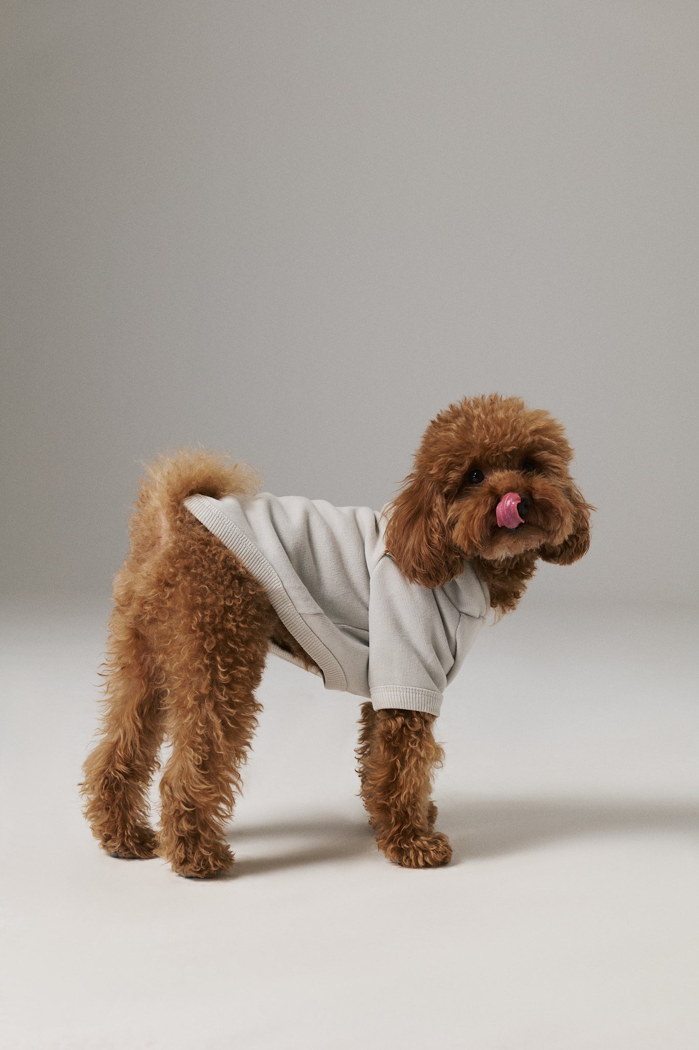 Poodle Dog Hoodie - Gray