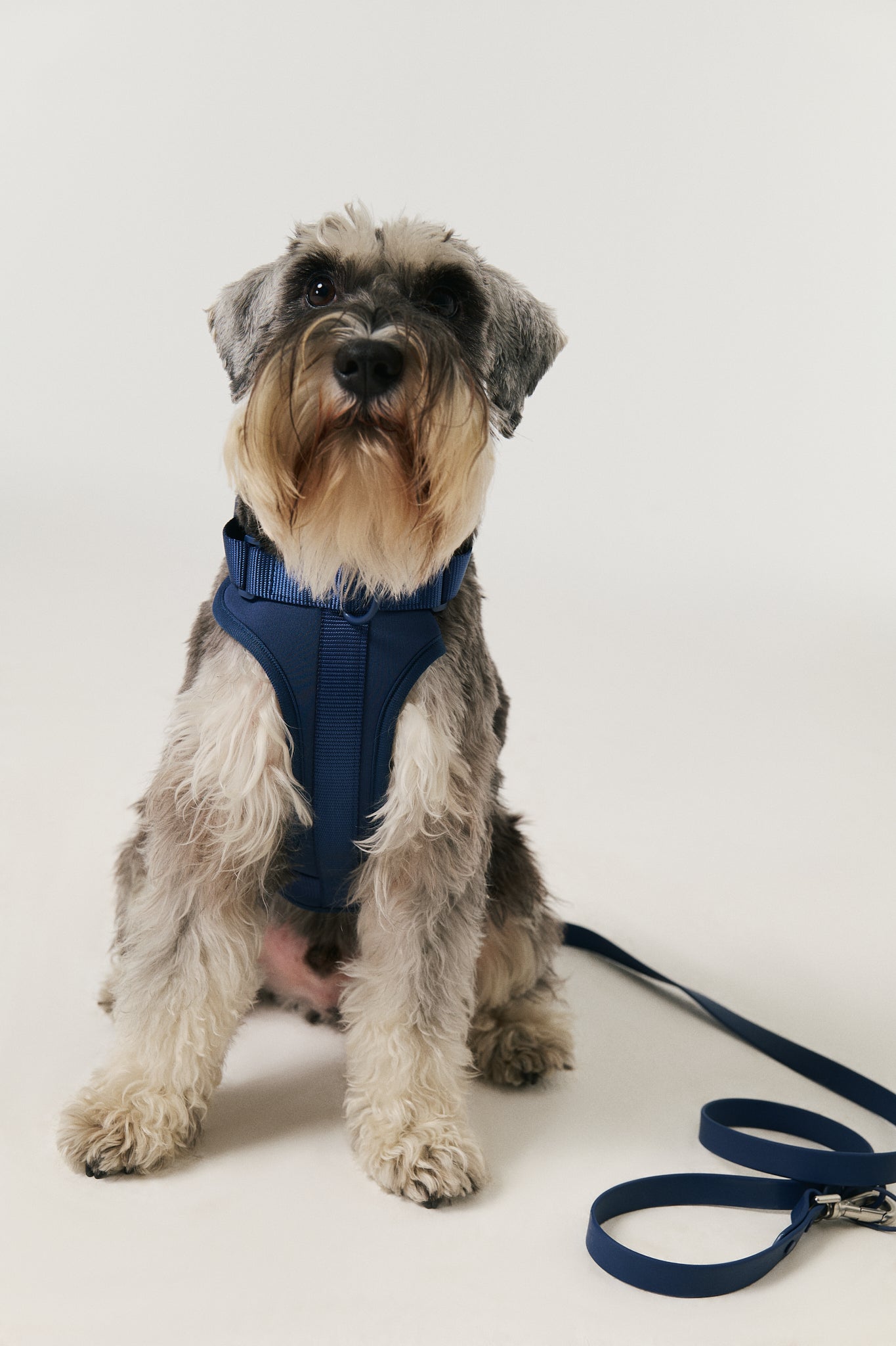 Harness - Ocean Blue