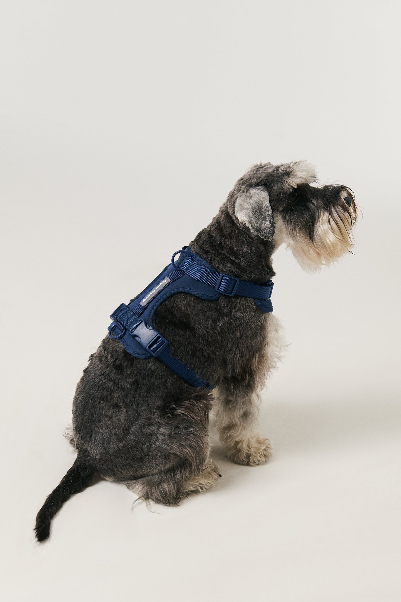 Harness - Ocean Blue