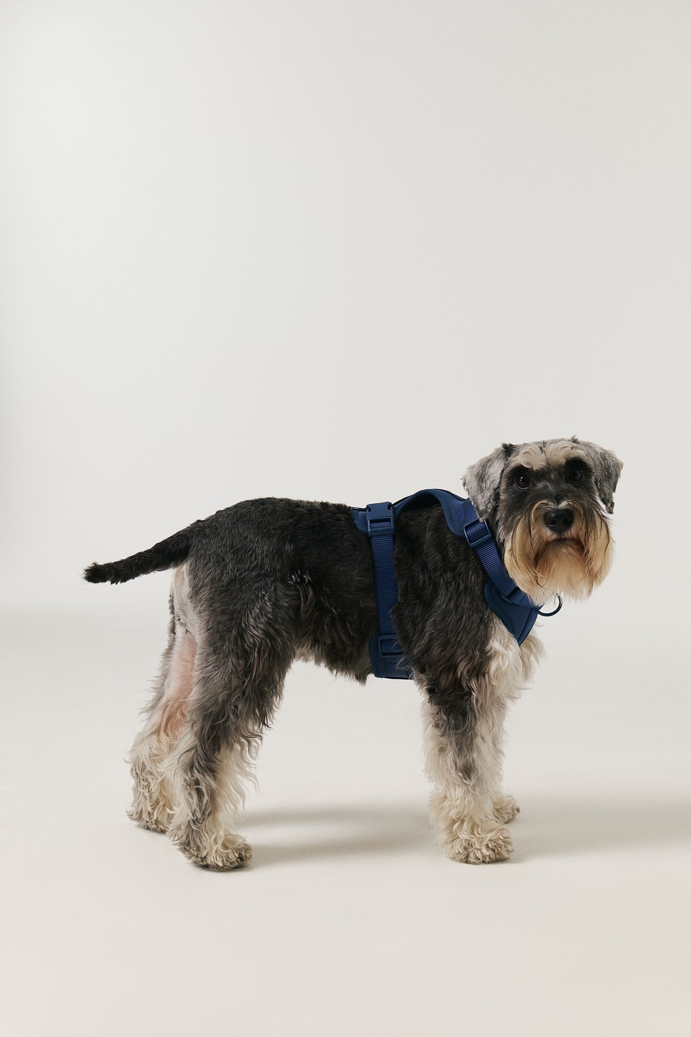 Harness - Ocean Blue