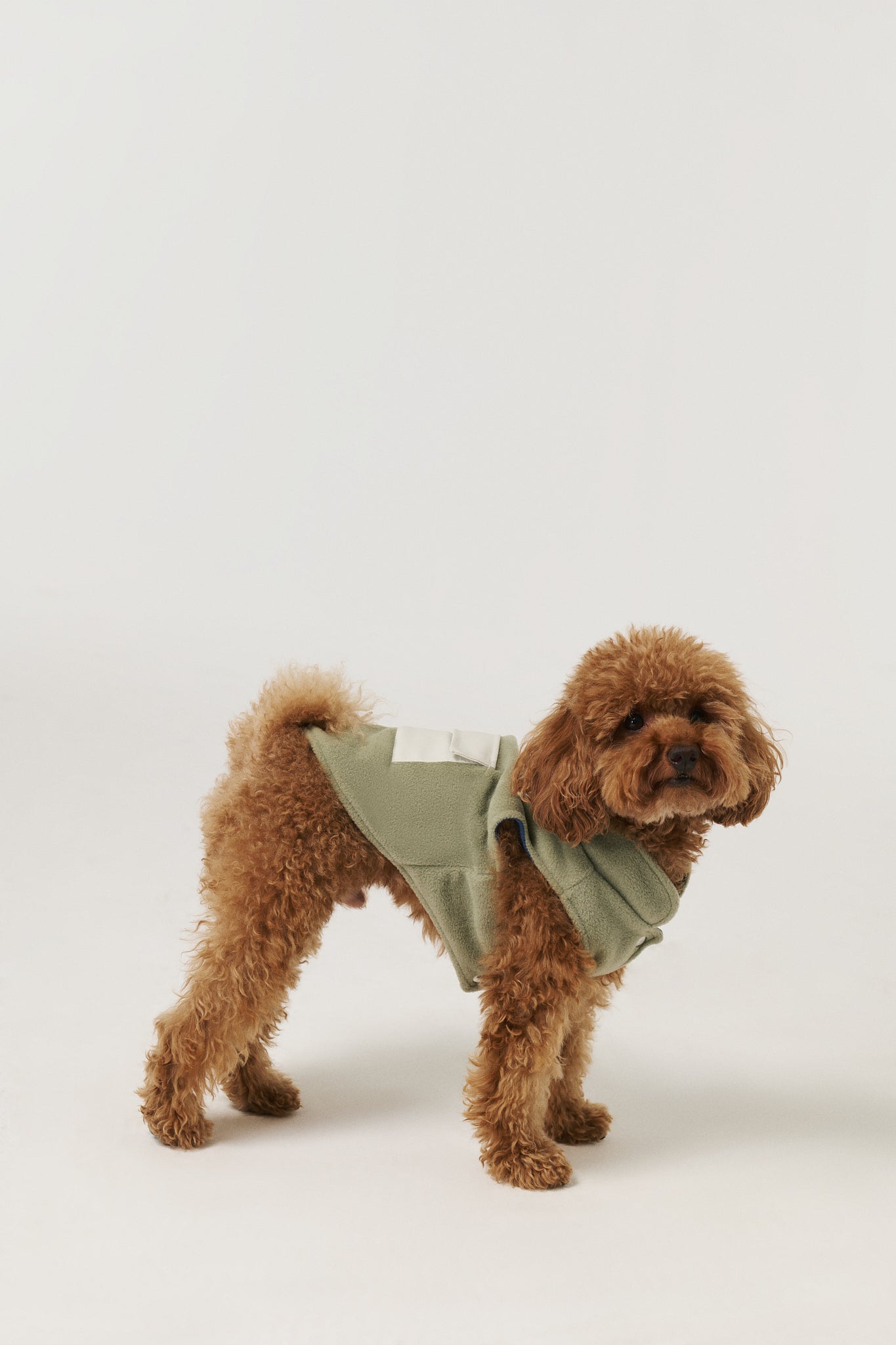 Köpek Polar Mont - Green
