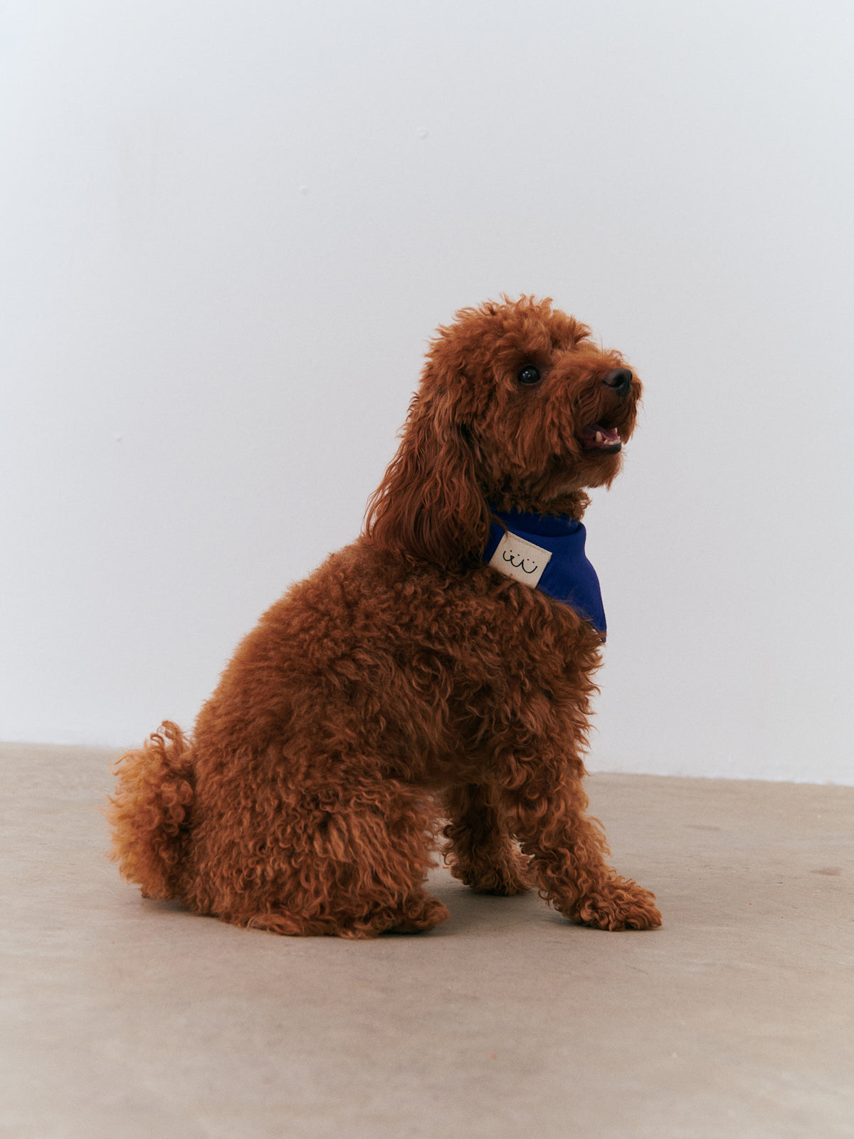 Bandana - Blue