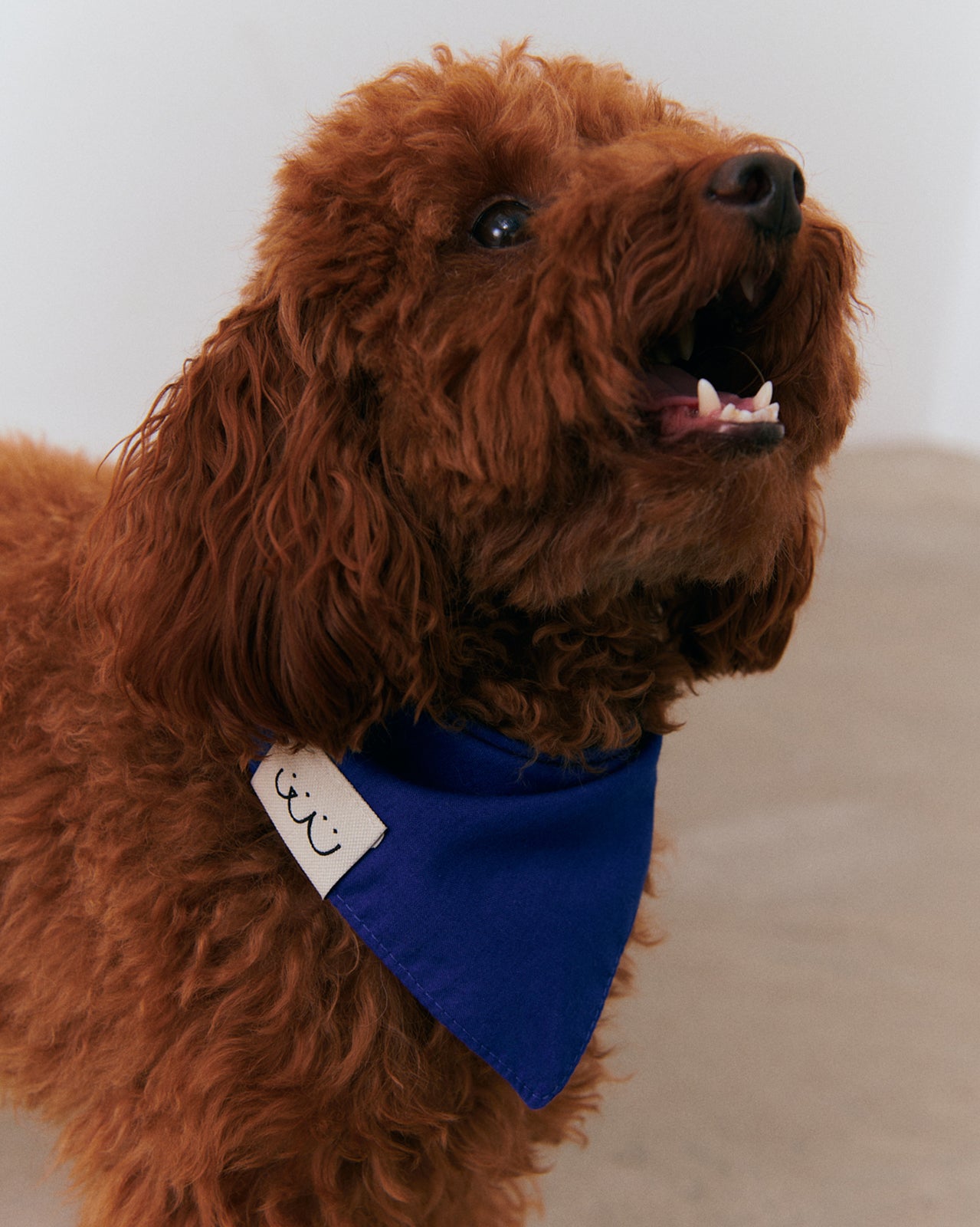 Bandana - Blue