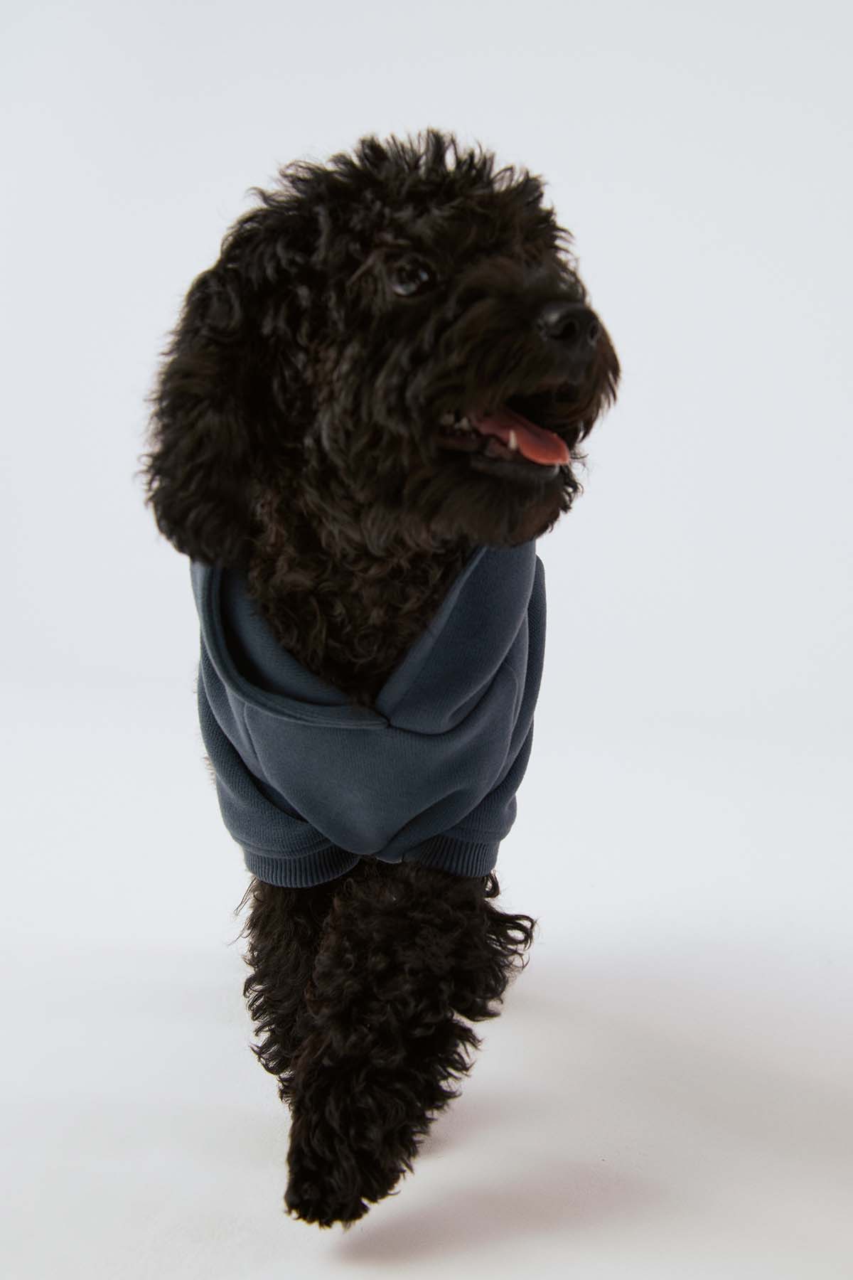 Köpek Hoodie - Ufuk Mavisi - Bruno Society