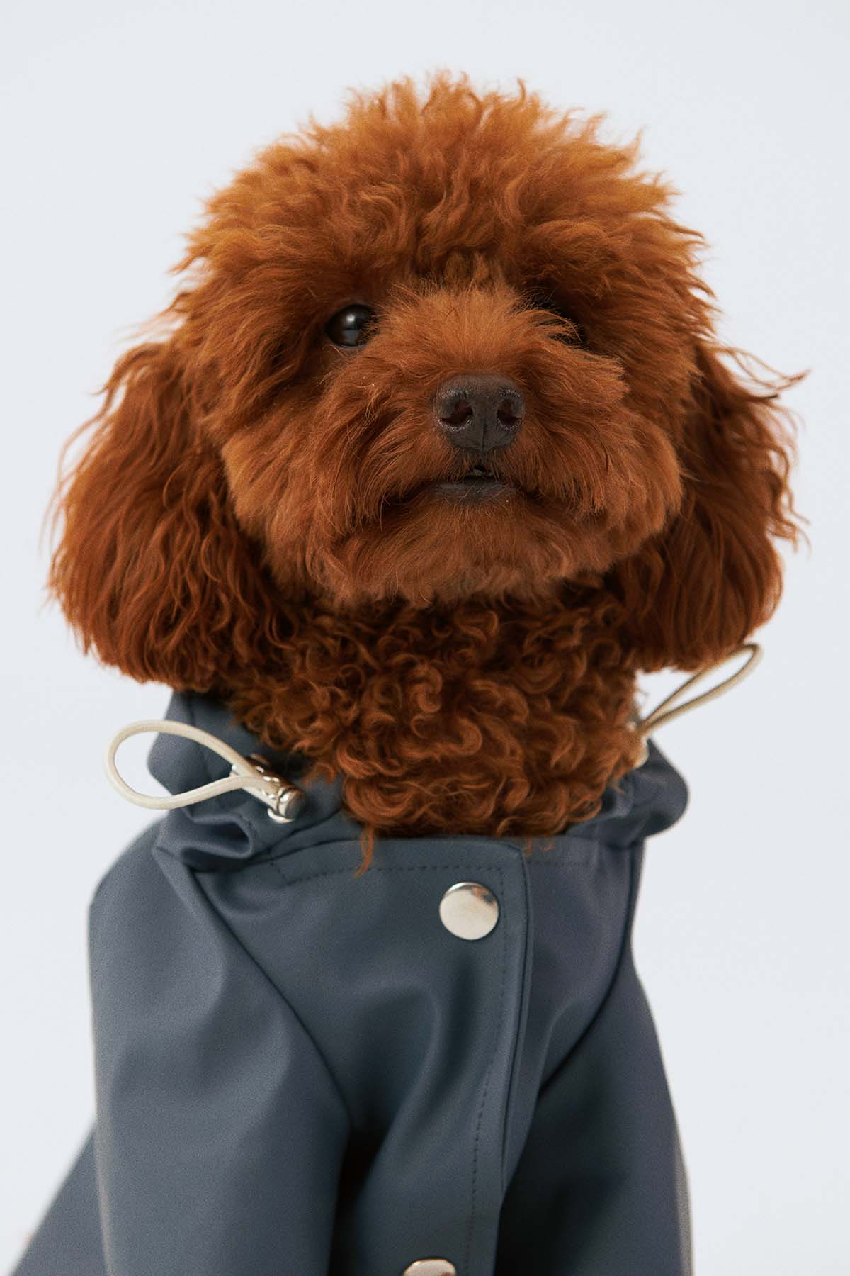 Köpek Yağmurluk - Ufuk Mavisi - Bruno Society