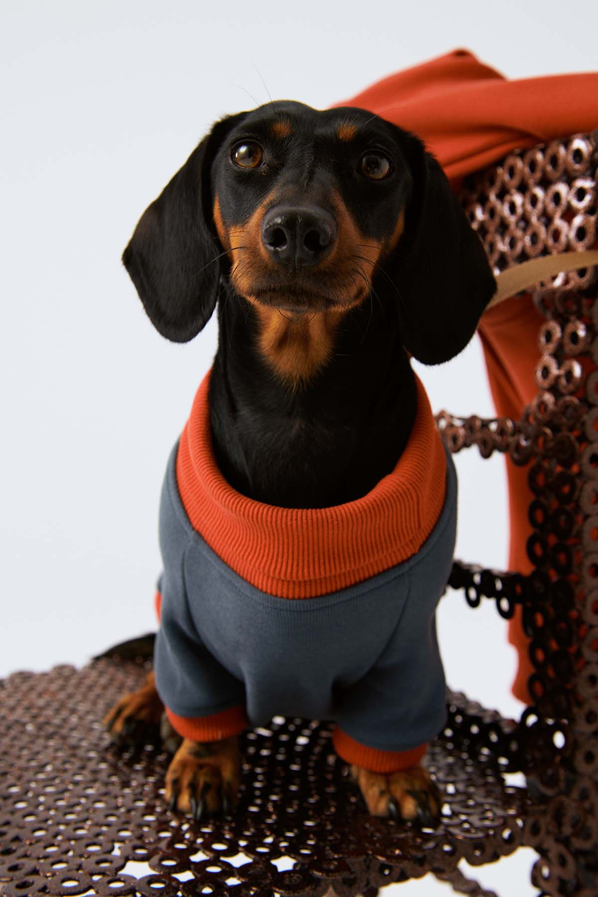 Köpek Sweatshirt - Ufuk Mavisi/Açık Kırmızı - Bruno Society