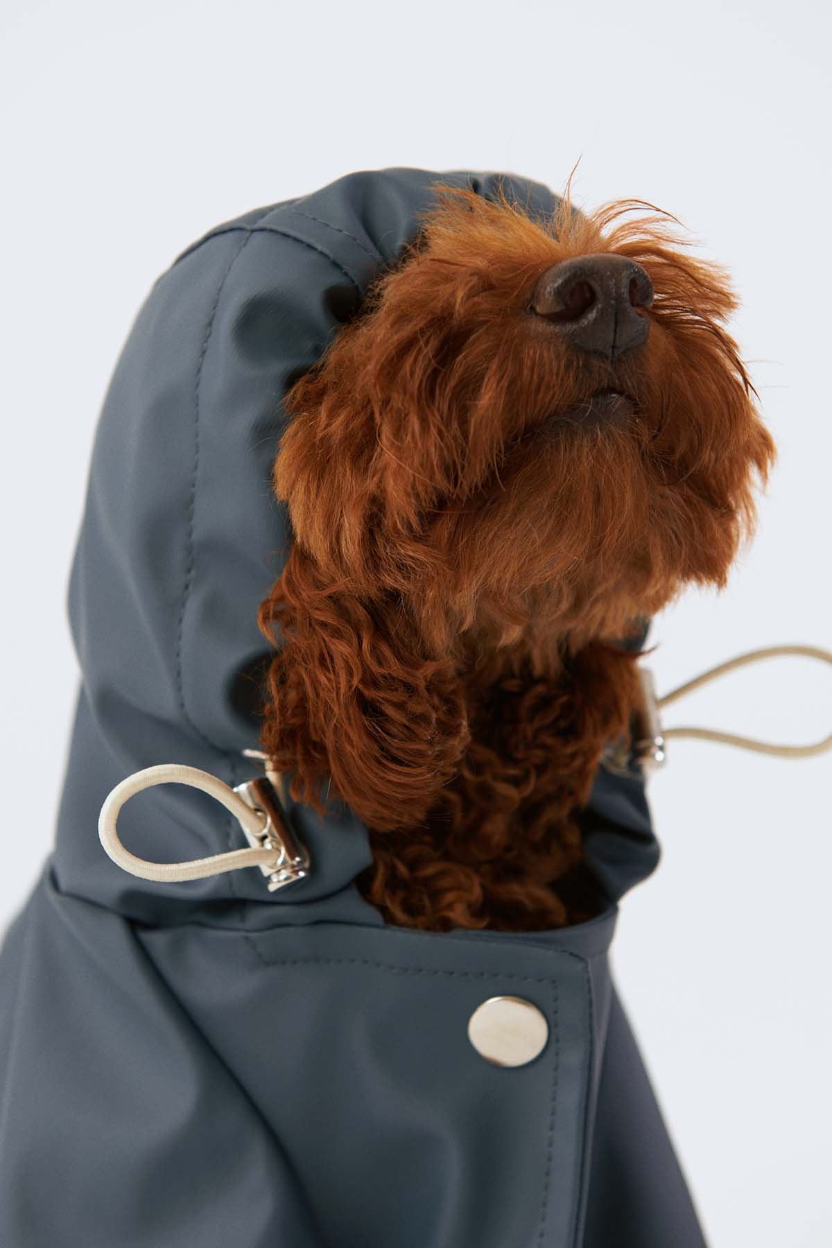Köpek Yağmurluk - Ufuk Mavisi - Bruno Society