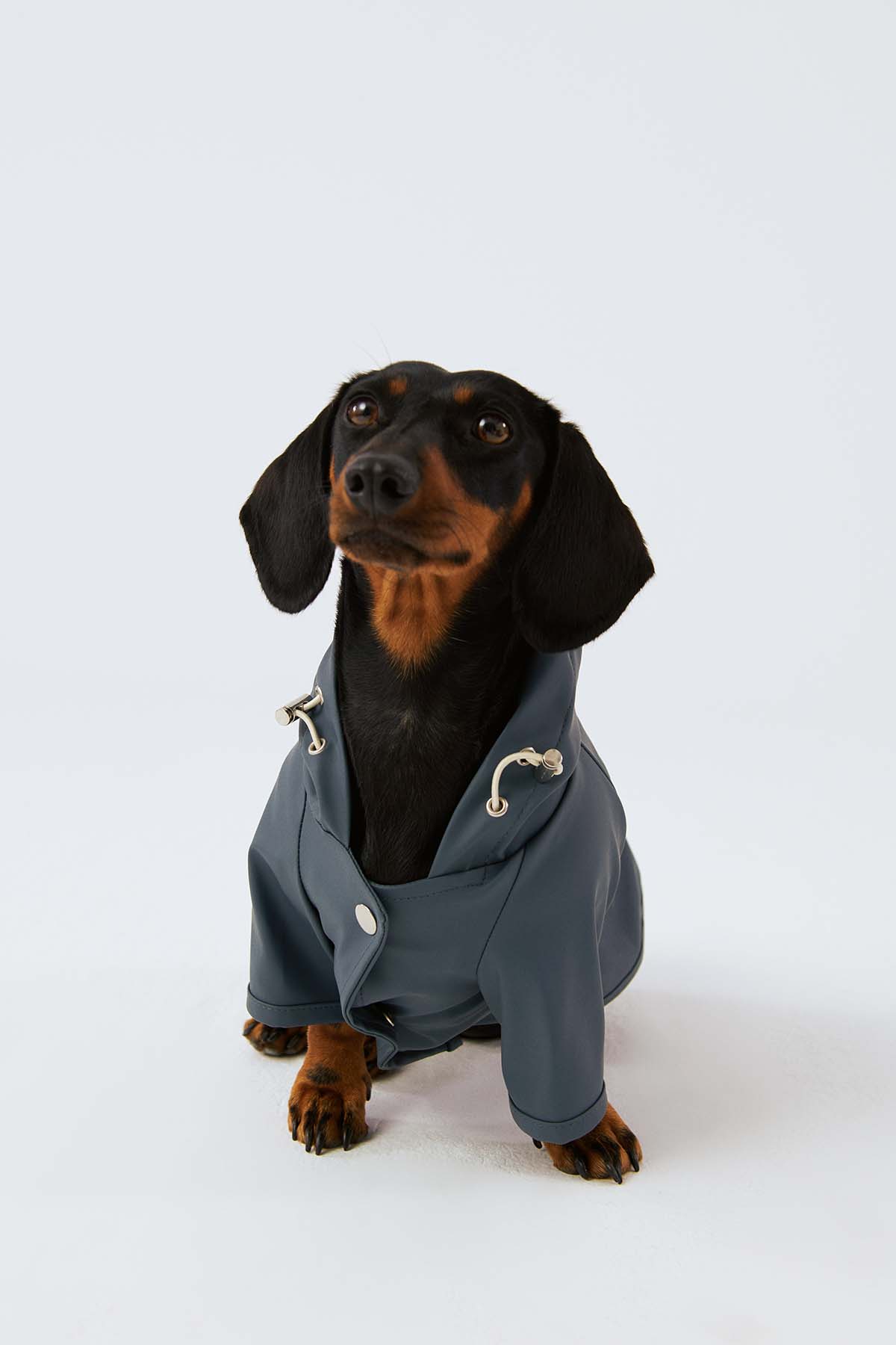 Köpek Yağmurluk - Ufuk Mavisi - Bruno Society