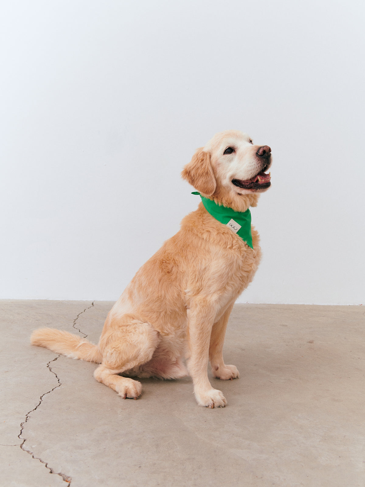 Bandana - Green