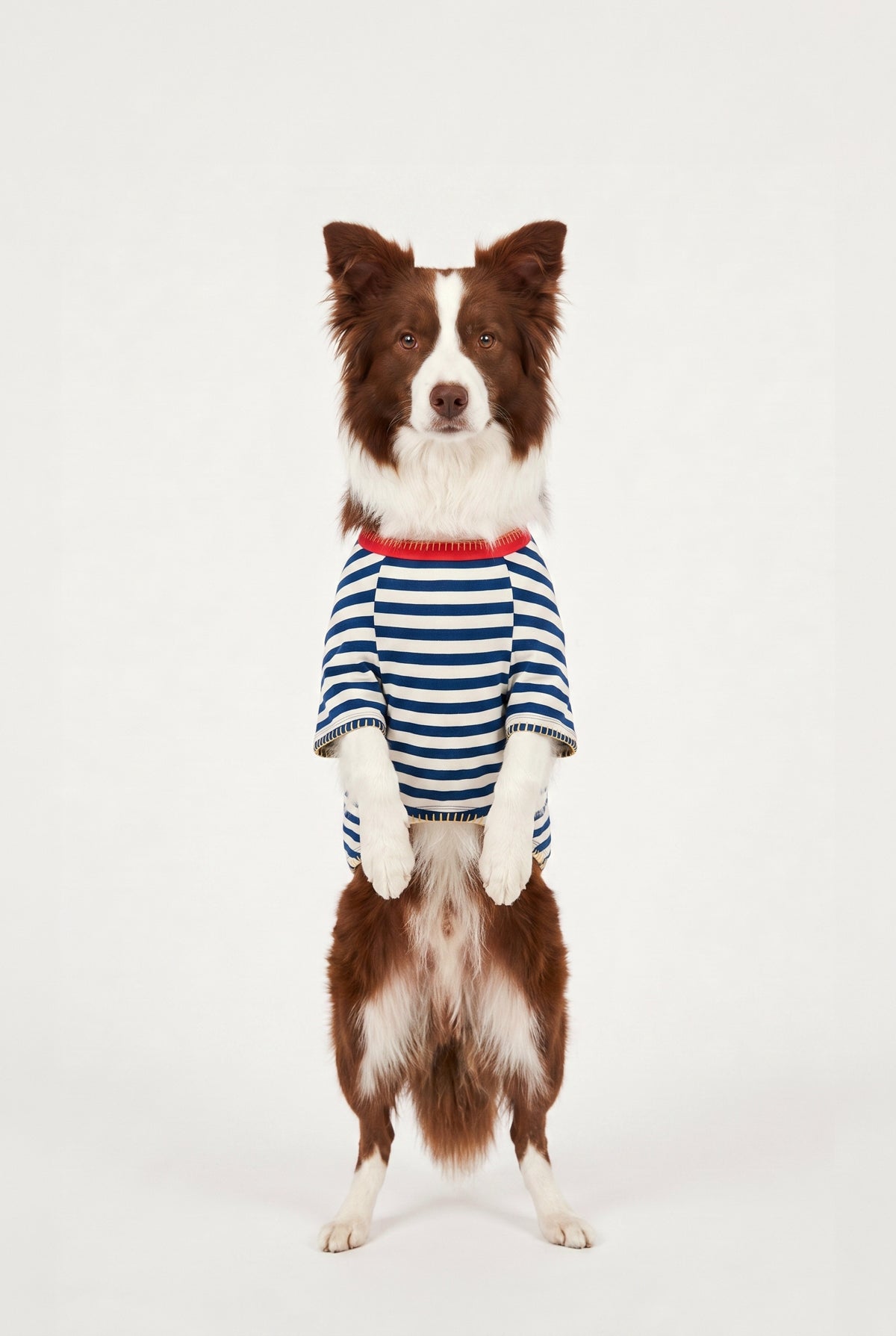 Sea Side - Çizgili Jersey Tişört - Köpek