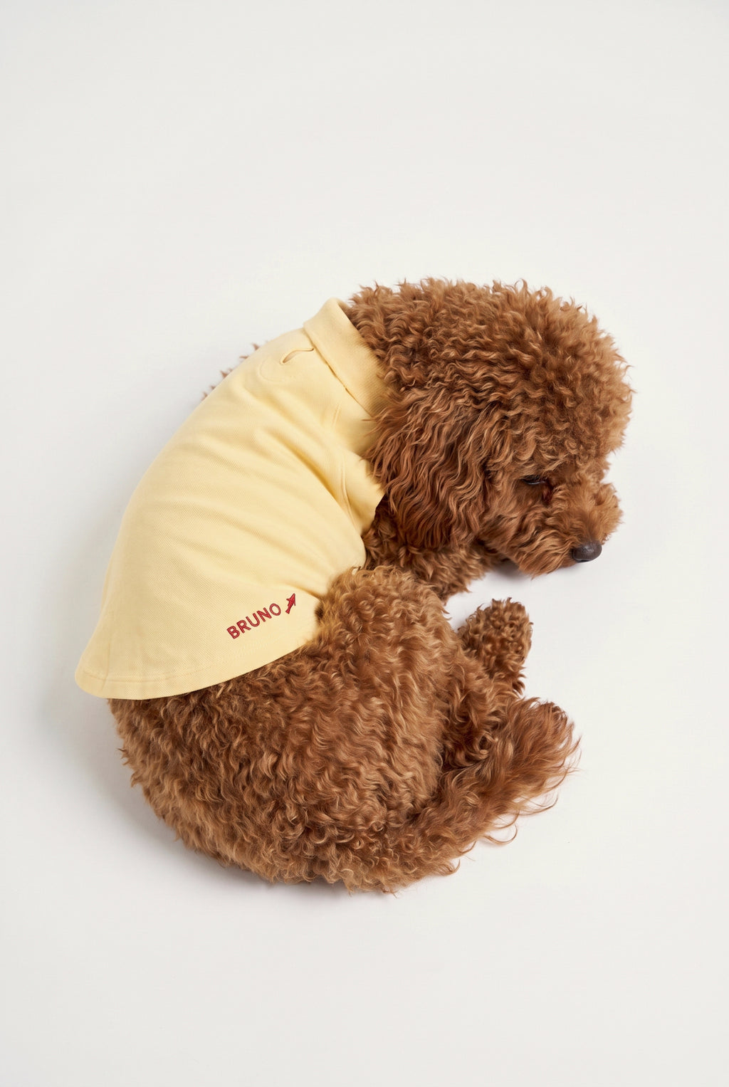 Summer Society Polo - Sarı - Köpek