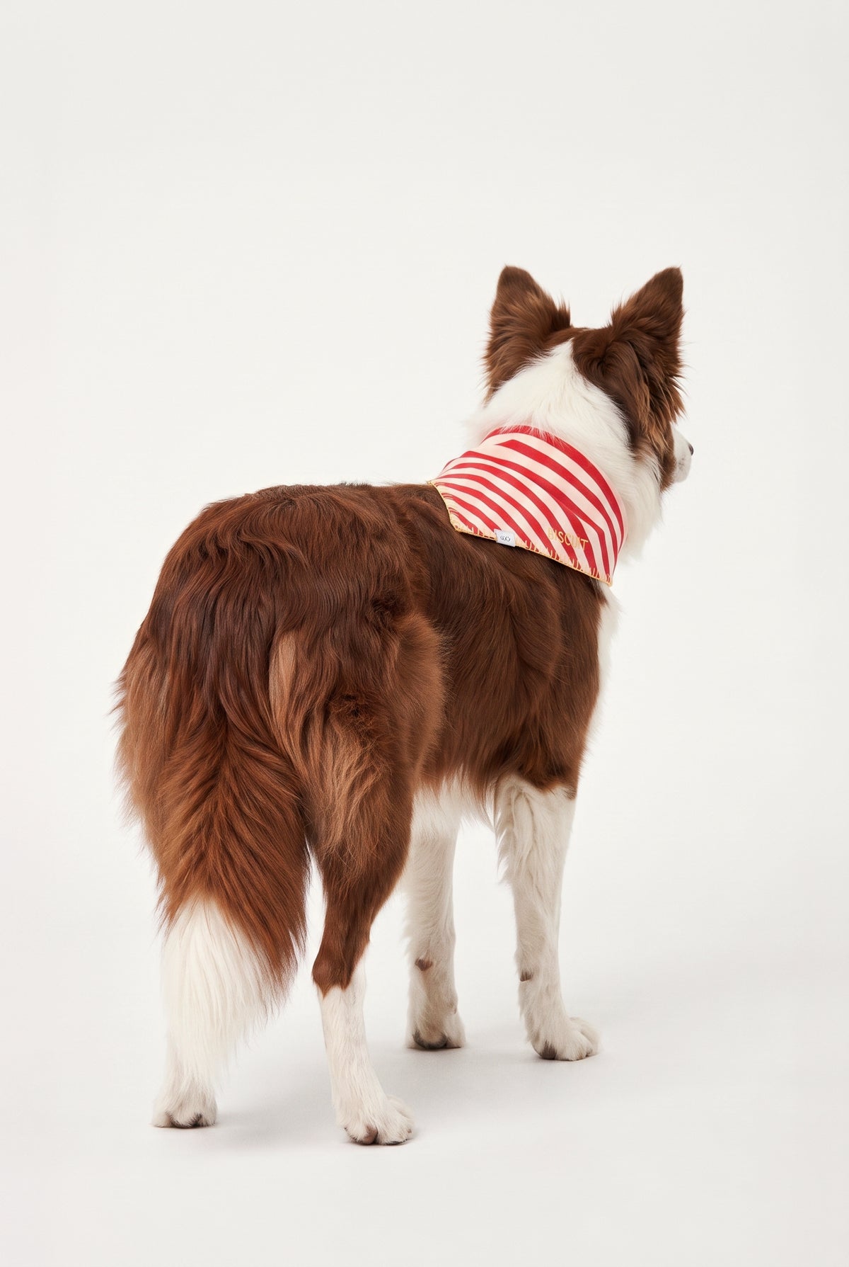 A Bunch of Sun - Kişiselleştirilebilir Bandana - Köpek