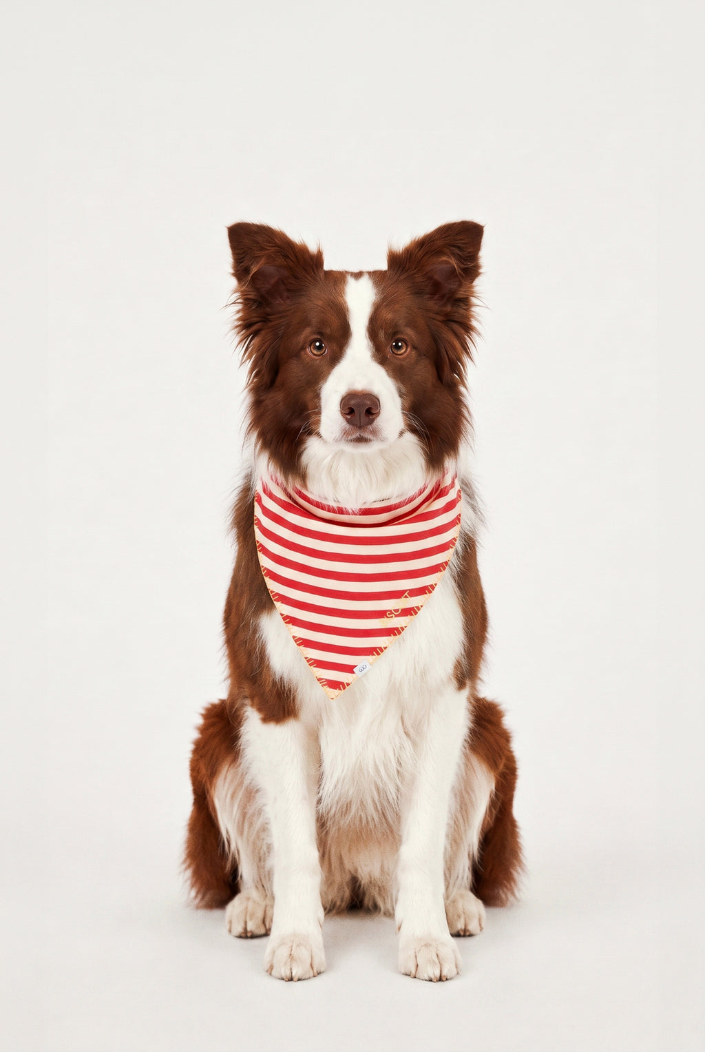 A Bunch of Sun - Kişiselleştirilebilir Bandana - Köpek