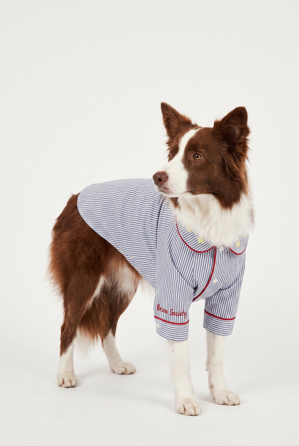 Blue Hour Walk - Pijama - Köpek