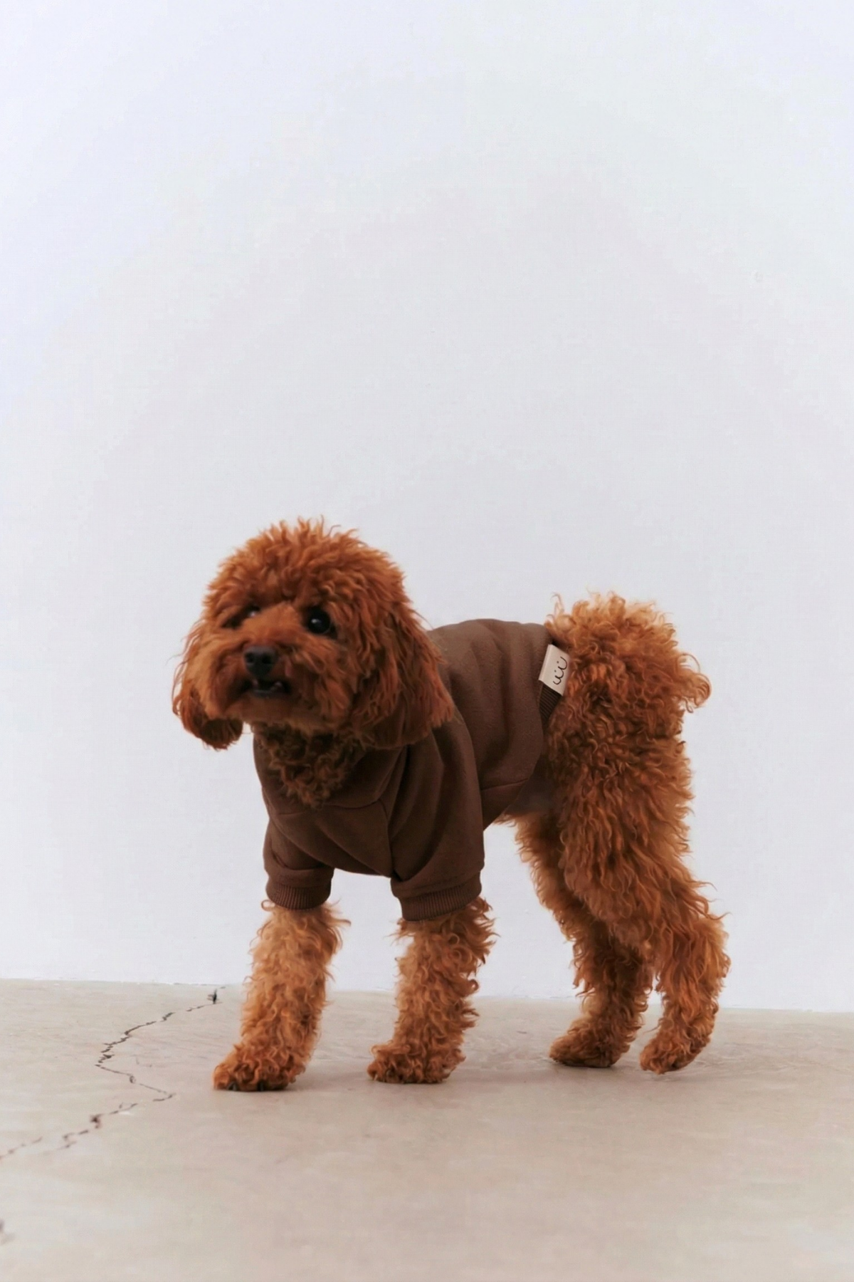 Bruno Cloud Köpek Hoodie - Cocoa Brown