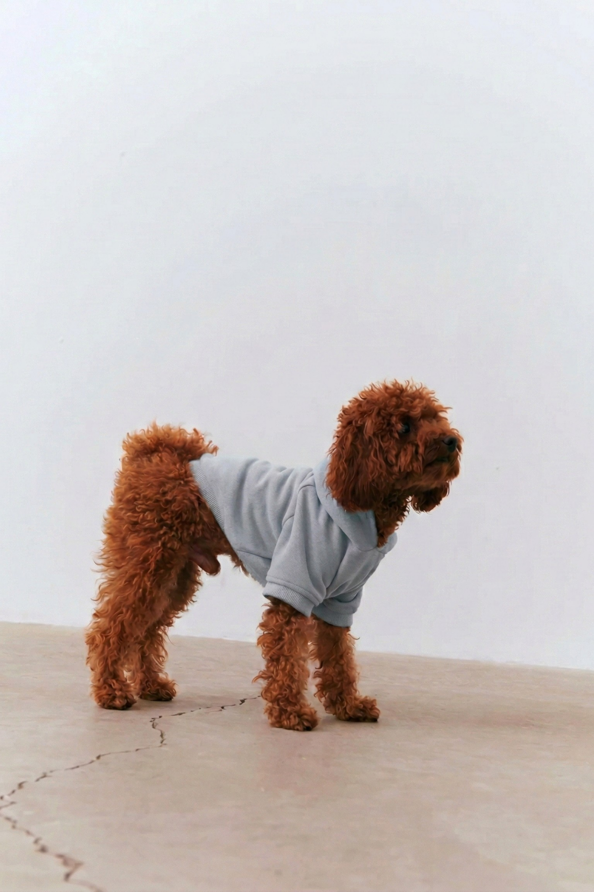 Bruno Cloud Köpek Hoodie - Stone Gray