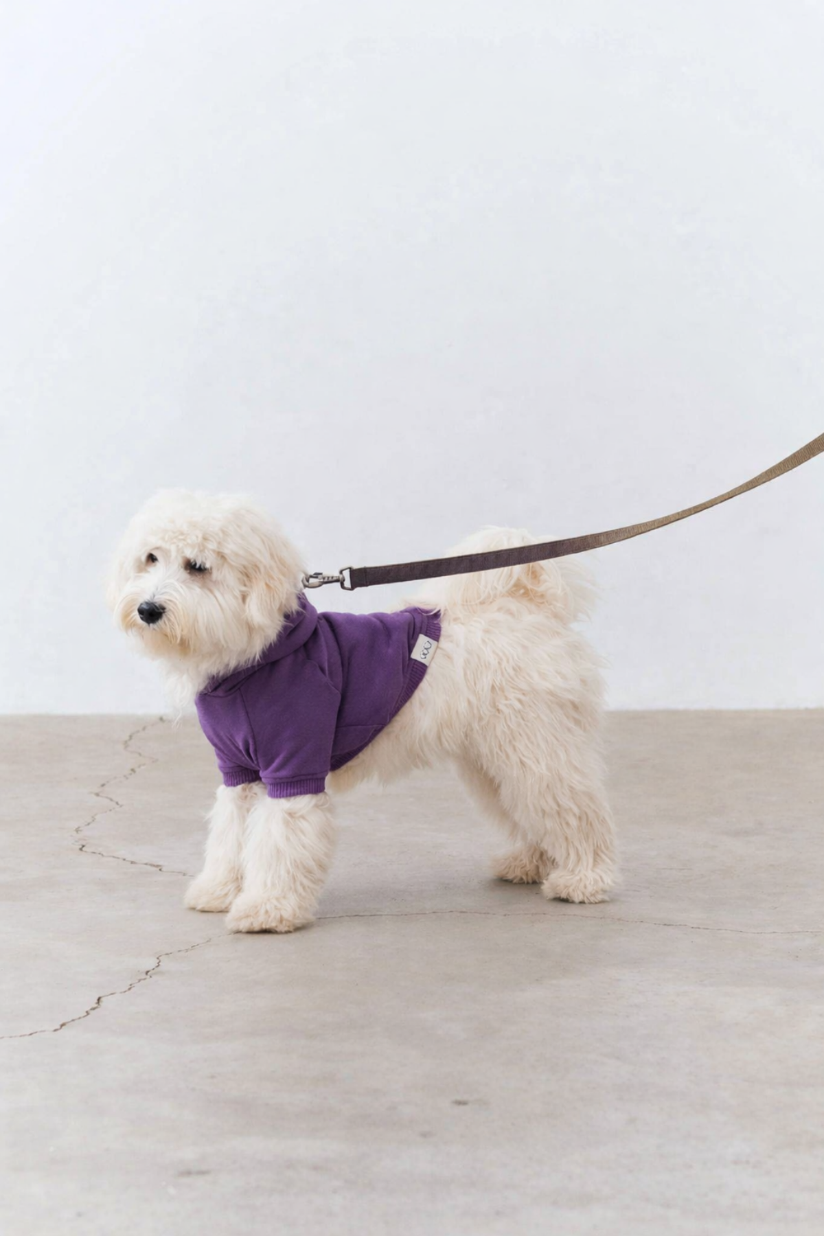 Bruno Flow Köpek Hoodie - Royal Purple
