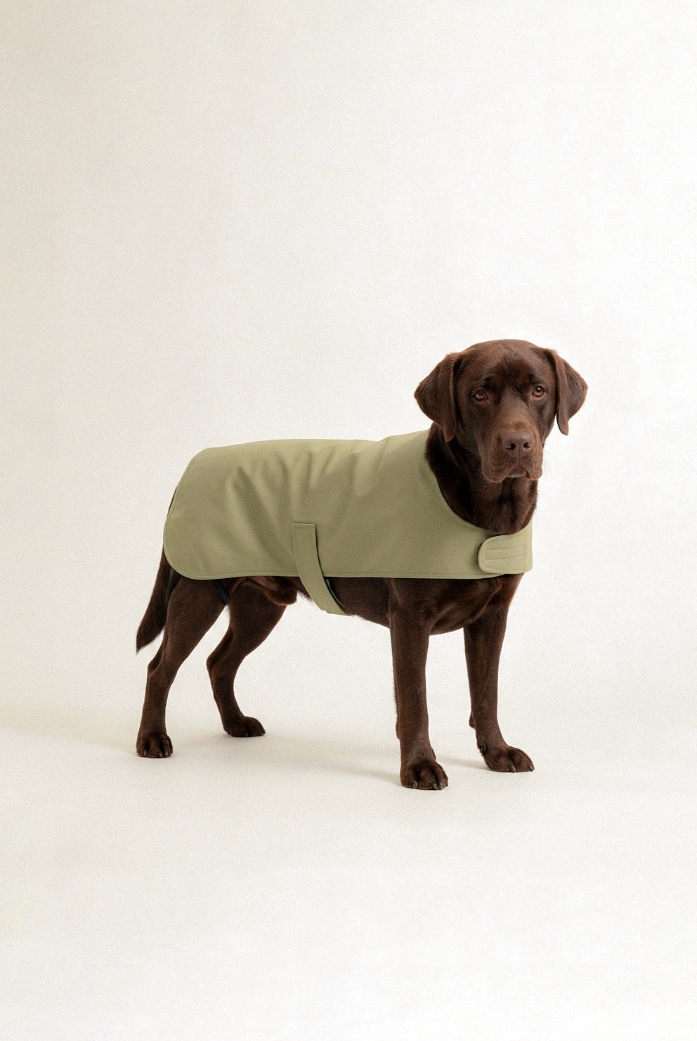Bruno Classic Köpek Yağmurluk - Matcha Green