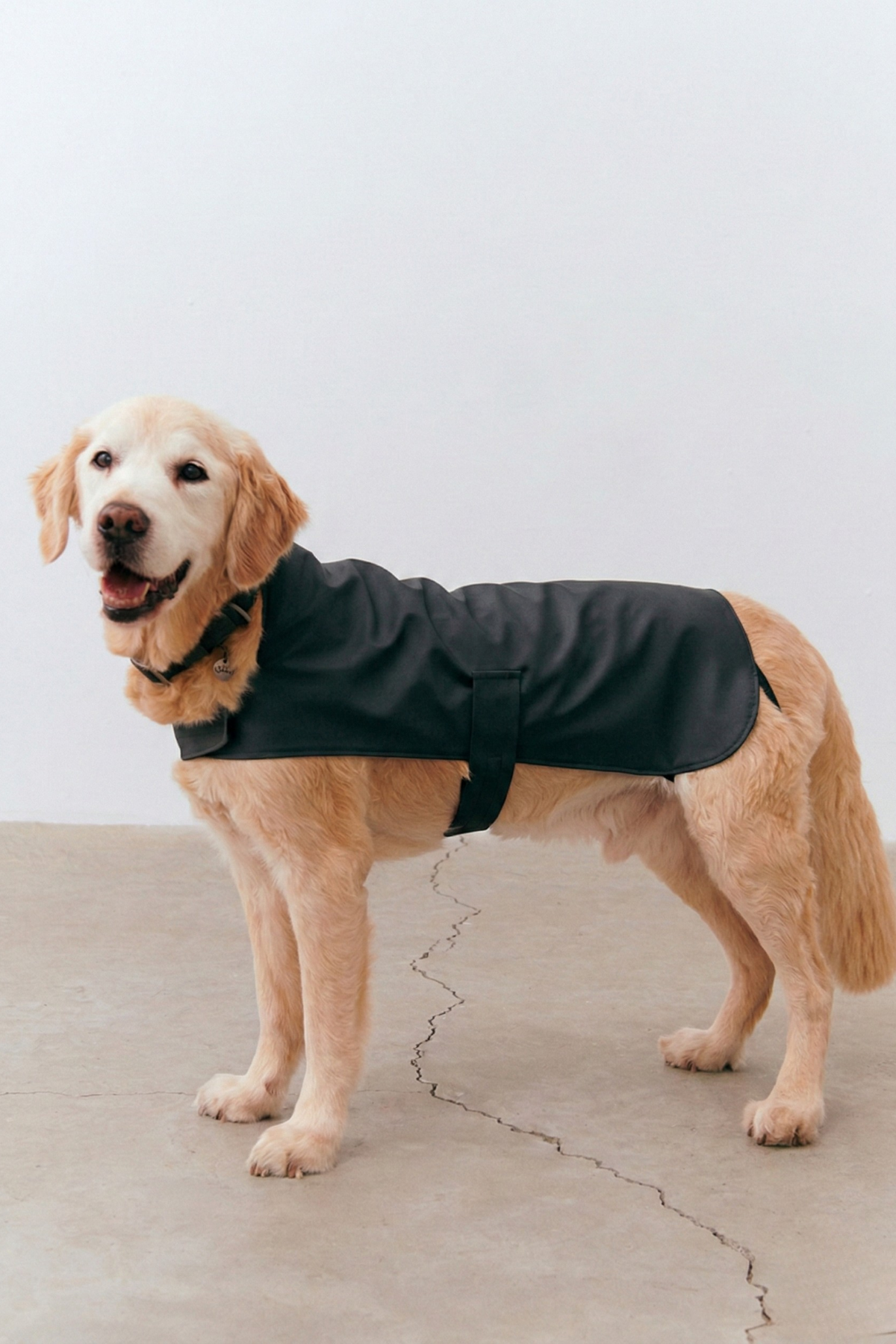 Kayışlı Köpek Yağmurluk - Black