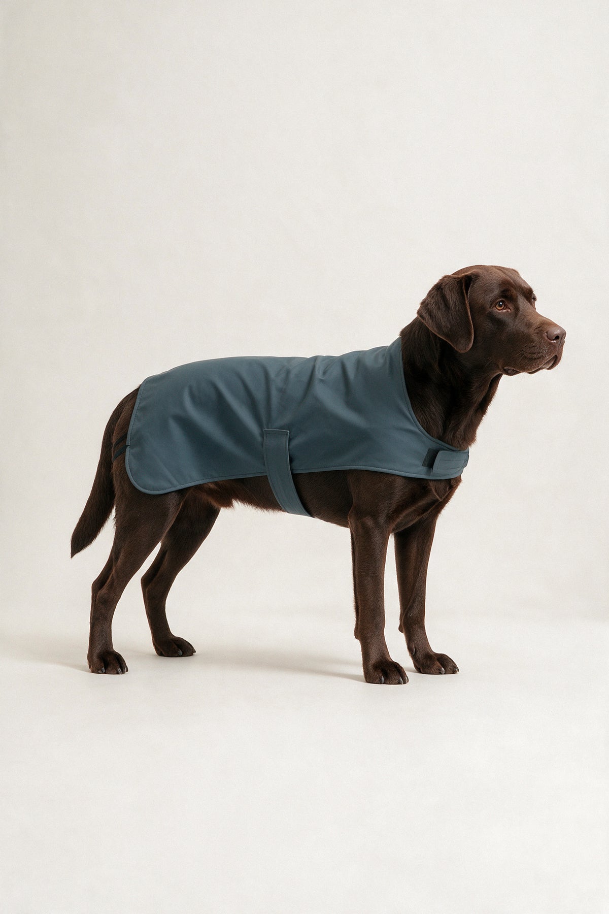 Bruno Classic Köpek Yağmurluk - Coastal Blue