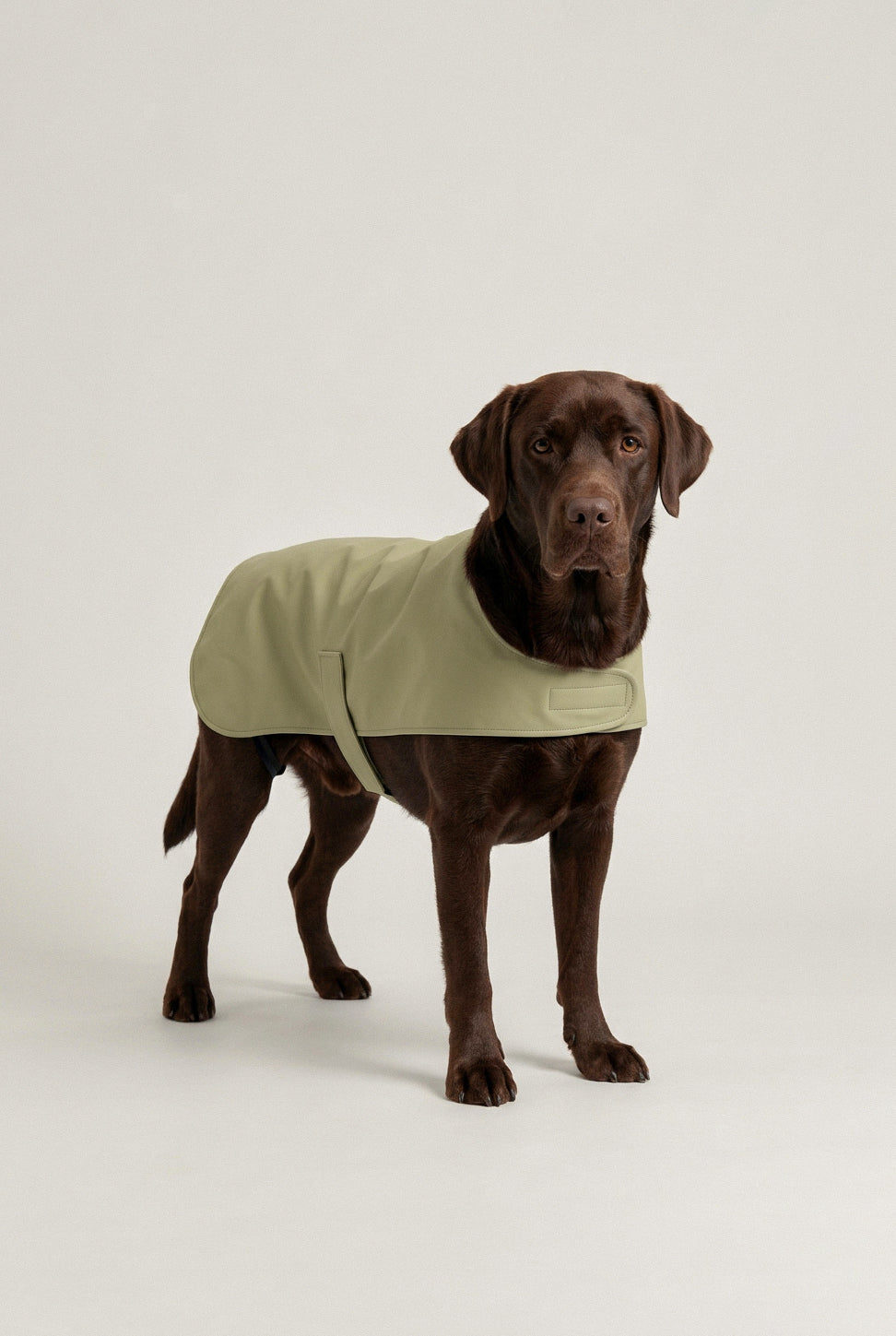 Bruno Classic Köpek Yağmurluk - Matcha Green