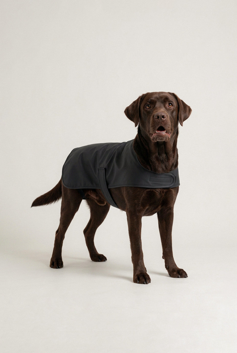 Bruno Classic Köpek Yağmurluk - Noir Black