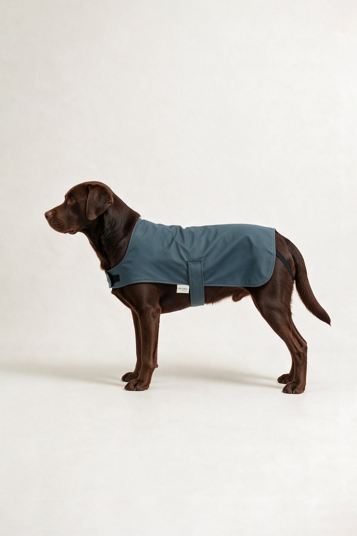 Bruno Classic Köpek Yağmurluk - Coastal Blue
