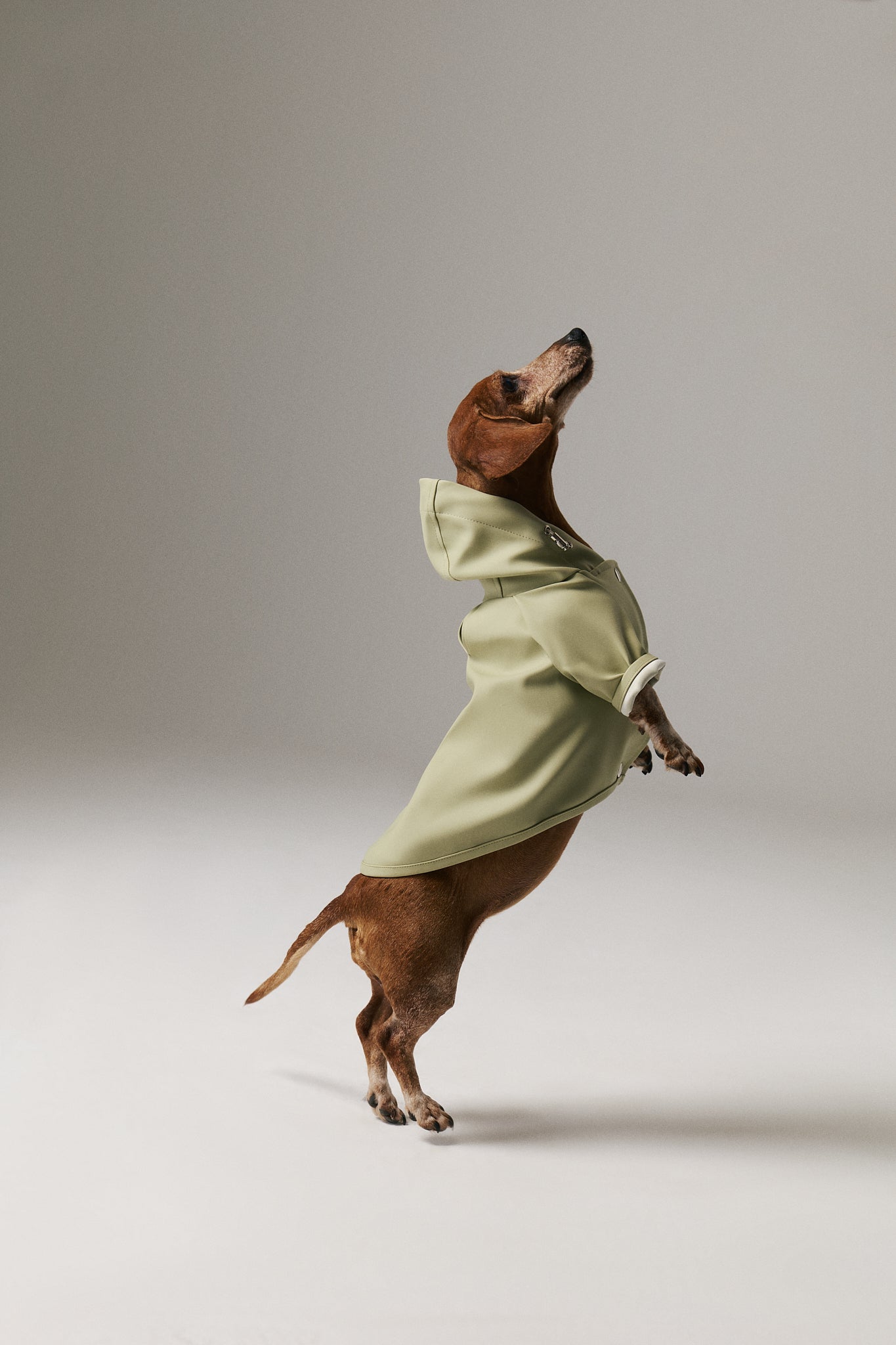 Bruno Signature Köpek Yağmurluk - Matcha Green