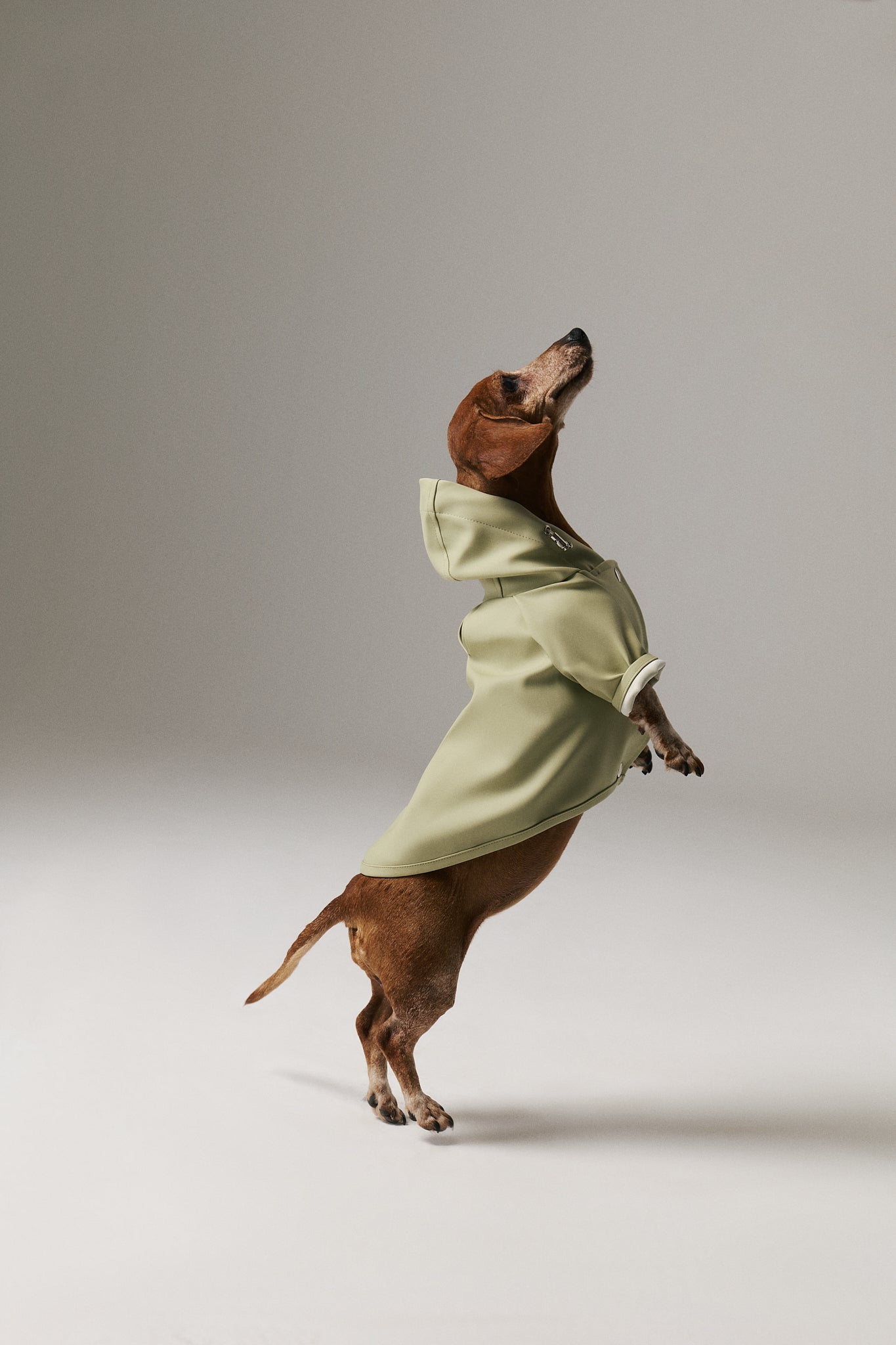Dog Raincoat - Pistachio Green