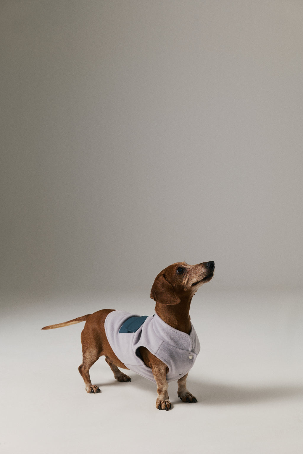 Bruno Cozy Köpek Polar Mont - Dove Gray
