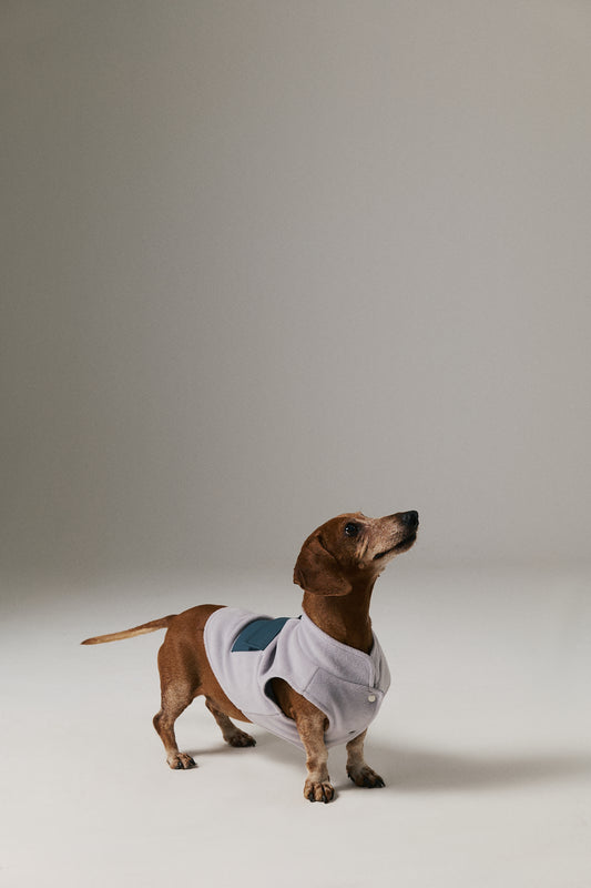 Köpek Polar Mont - Gri