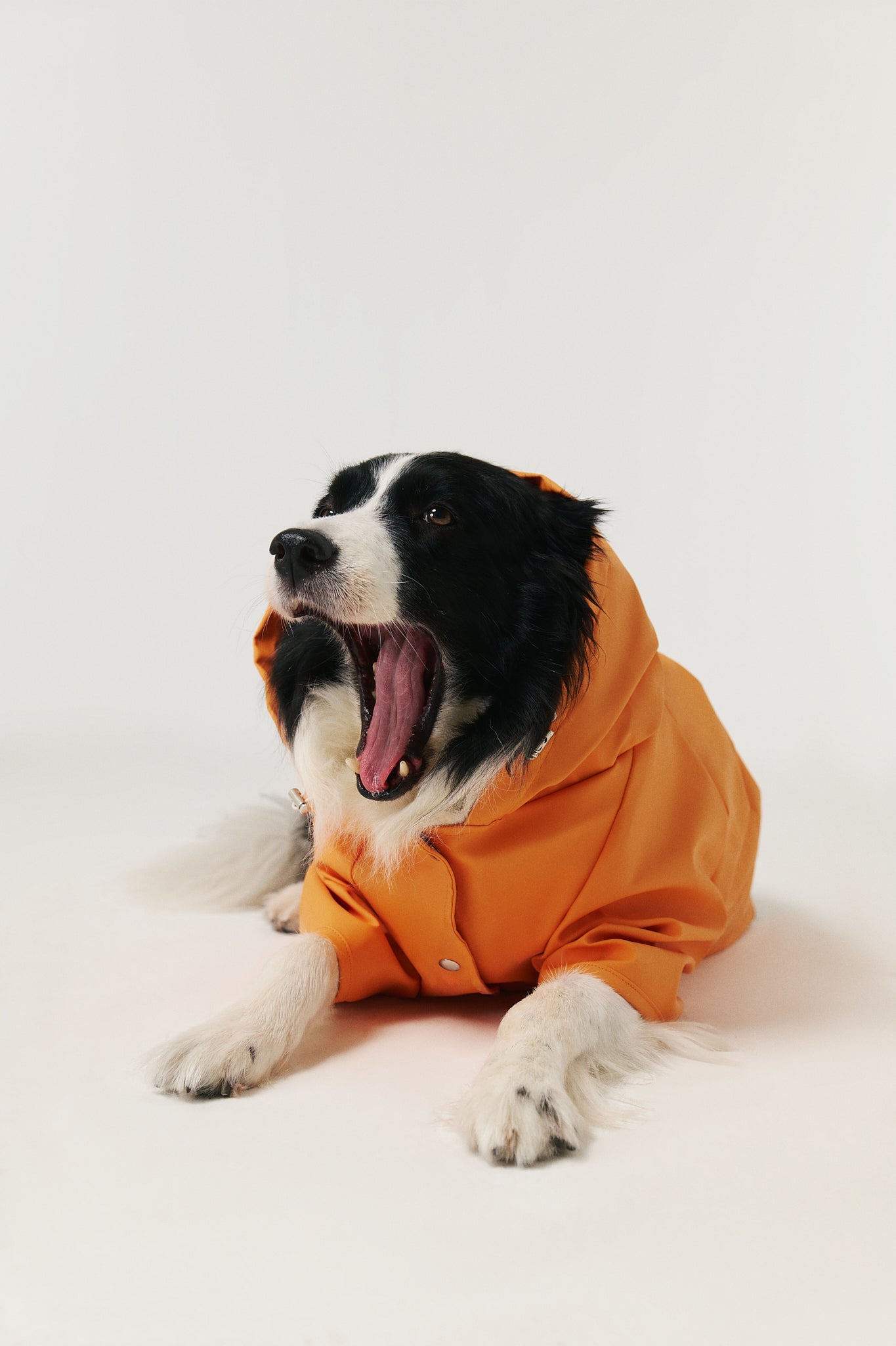 Bruno Signature Köpek Yağmurluk - Tangerine Orange