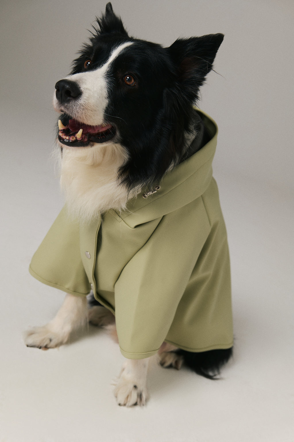 Bruno Signature Köpek Yağmurluk - Matcha Green