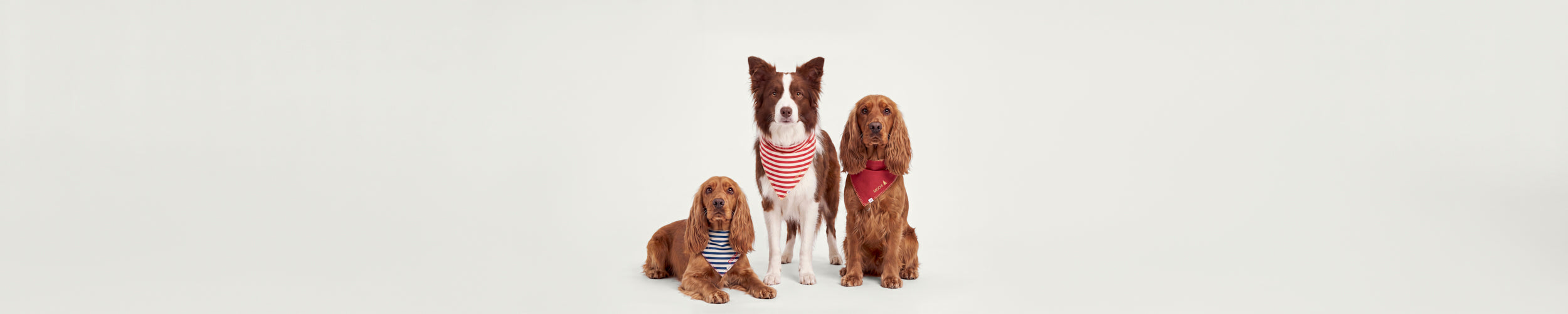 Köpek Bandana