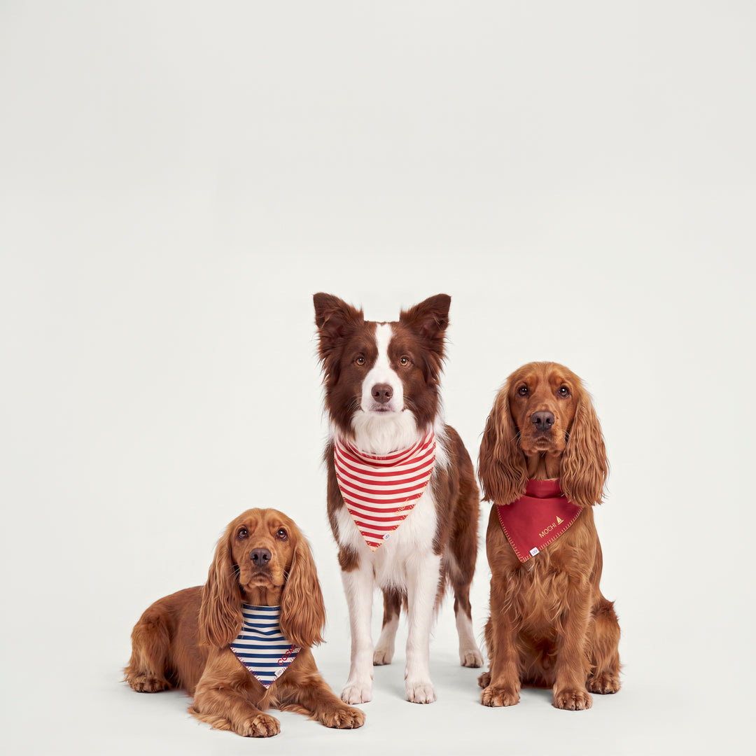 Köpek Bandana
