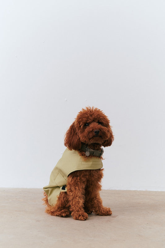 Kayışlı Köpek Yağmurluk - Matcha Green