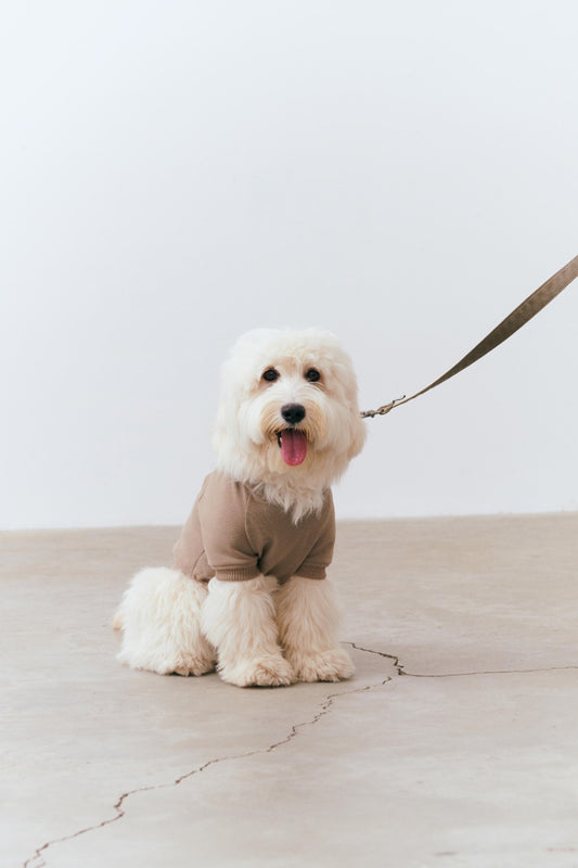 Dog Hoodie - Beige