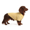 Dachshund