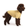 Toy Poodle