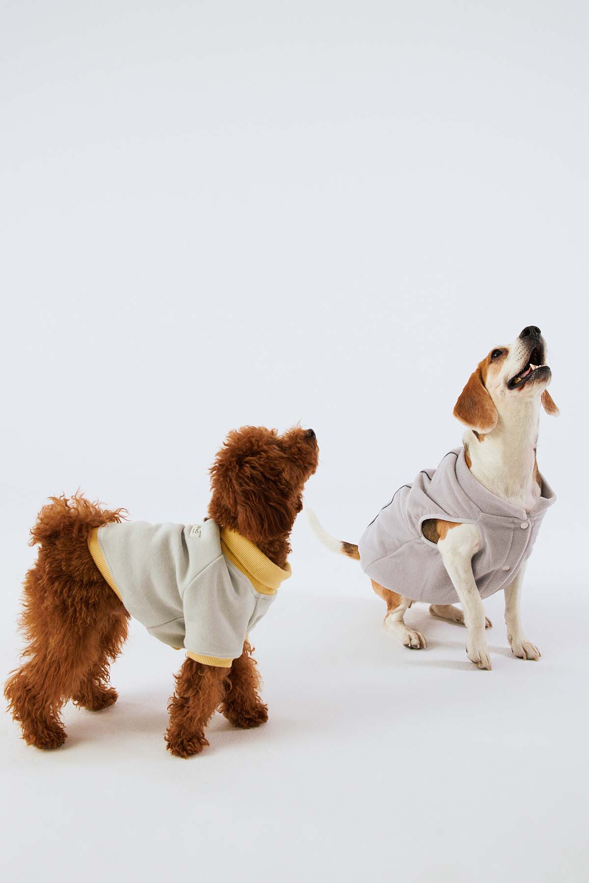 Köpek Sweatshirt - Taş Grisi/Soluk Sarı - Bruno Society