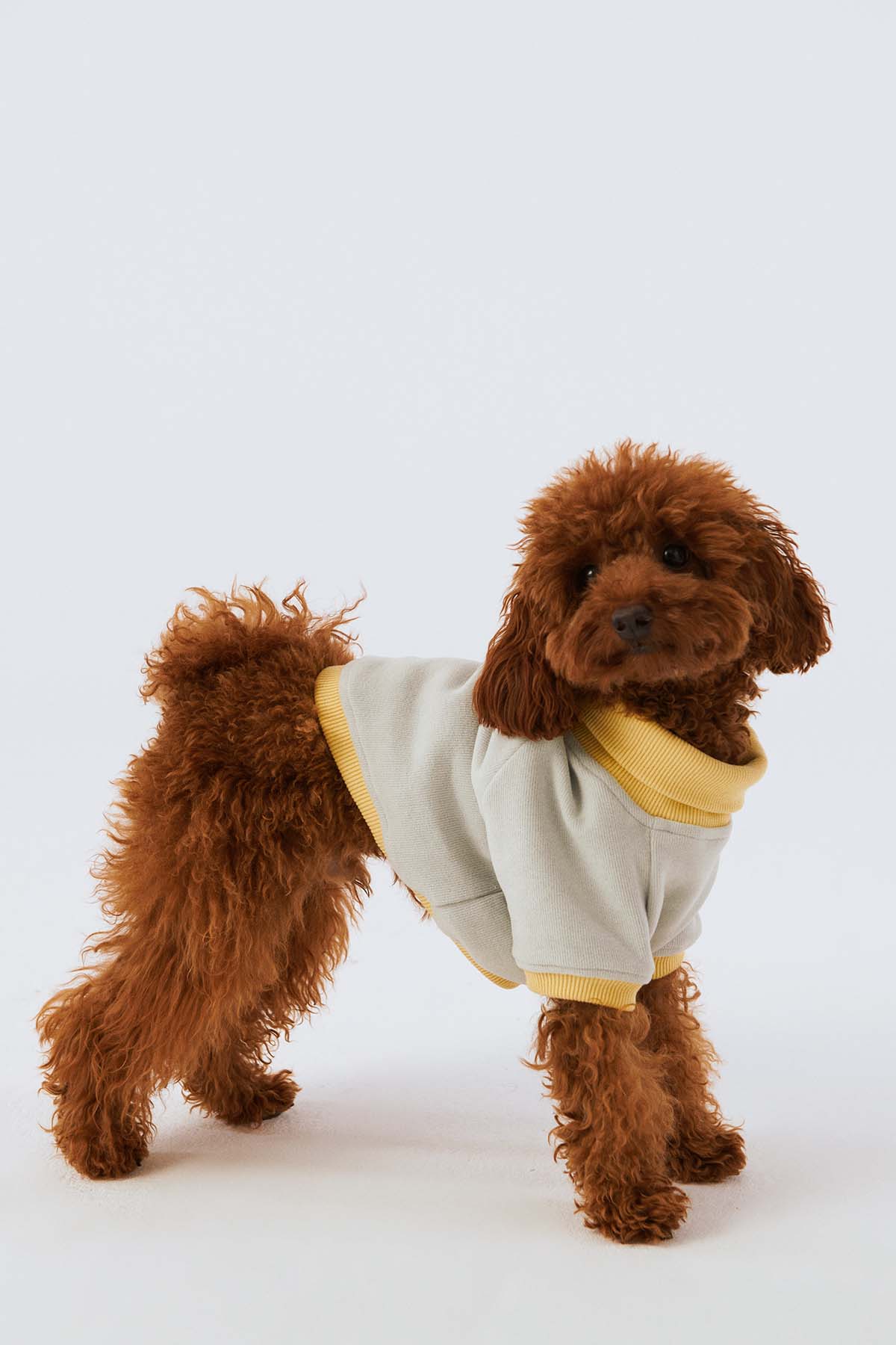 Köpek Sweatshirt - Taş Grisi/Soluk Sarı - Bruno Society