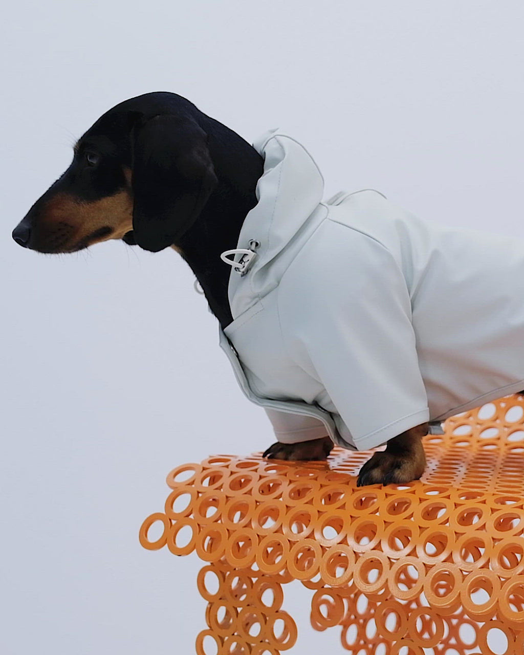Bruno Signature Köpek Yağmurluk - Ivory White
