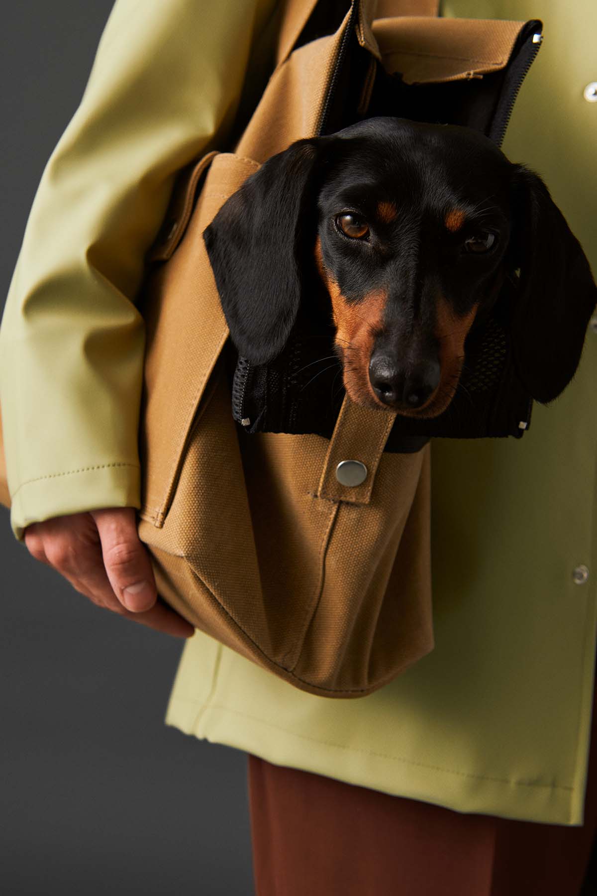 Köpek Taşıma Çantası - Kum Sarısı - Bruno Society