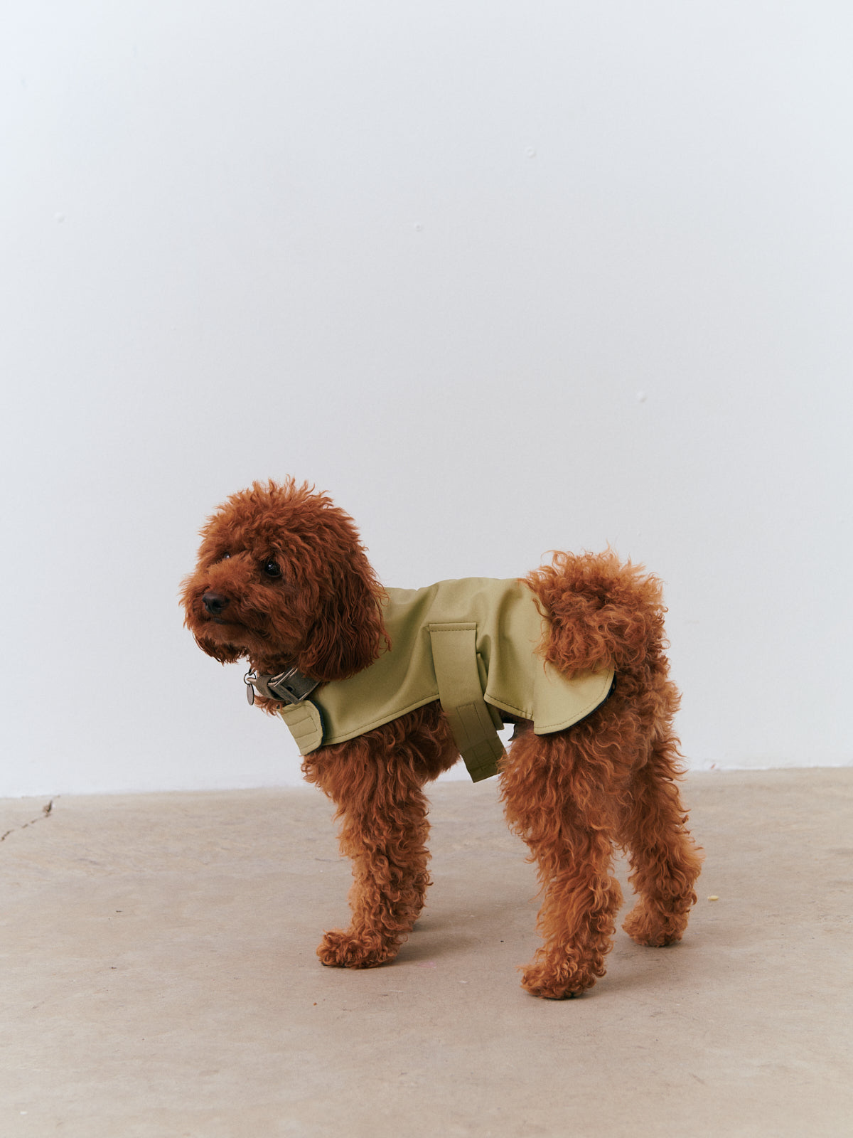 Kayışlı Köpek Yağmurluk - Fıstık Yeşili