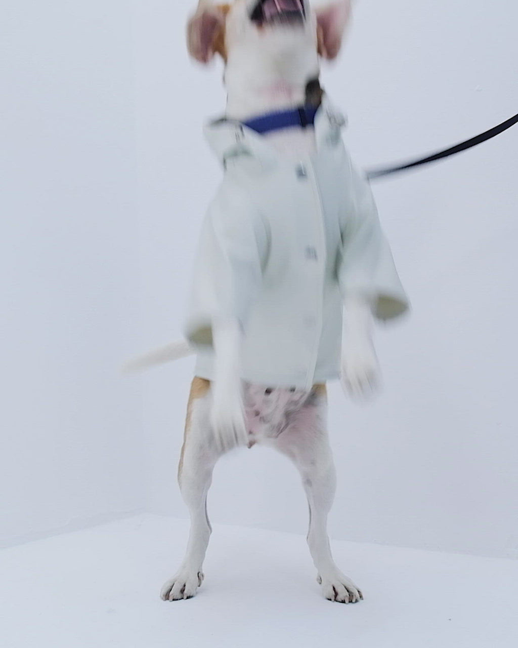 Bruno Signature Köpek Yağmurluk - Ivory White